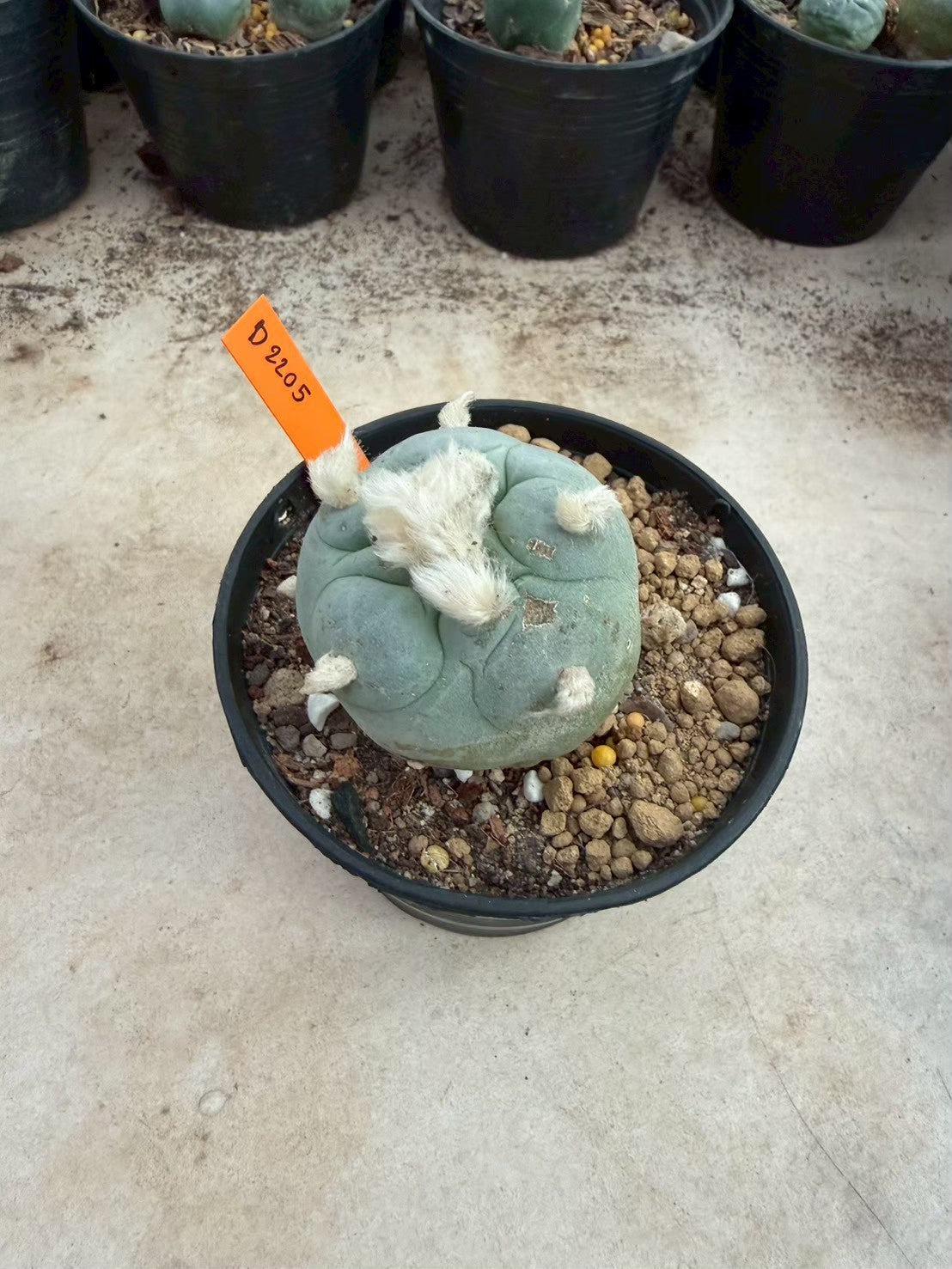 Lophophora Diffusa –  Cactus (Seed Grown, 3-3.5 cm, Own Root) 12 years old