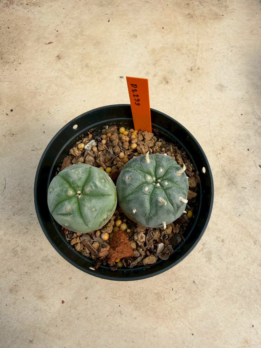 Lophophora williamsii – Peyote Cactus (Seed Grown, 3-3.5 cm, Own Root) 12 years old