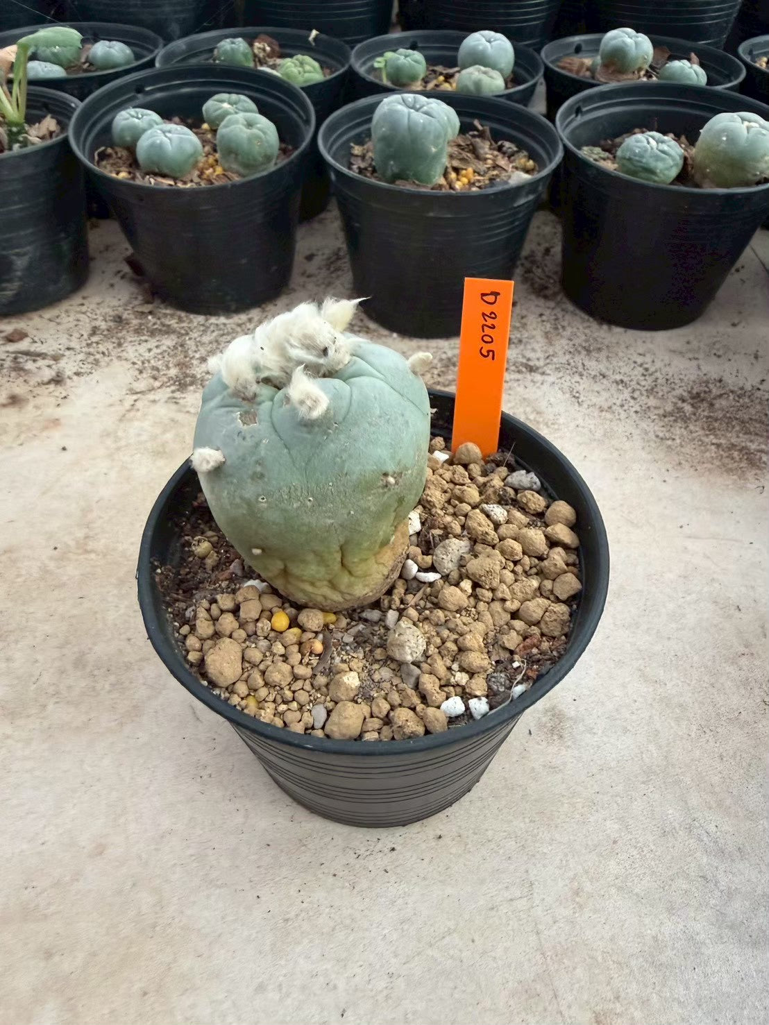 Lophophora Diffusa –  Cactus (Seed Grown, 3-3.5 cm, Own Root) 12 years old