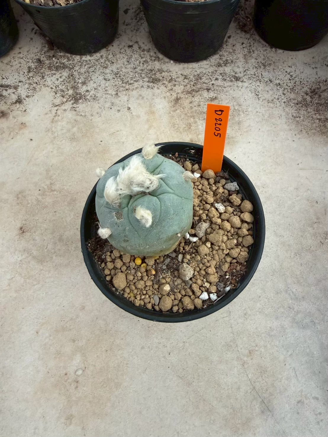 Lophophora Diffusa –  Cactus (Seed Grown, 3-3.5 cm, Own Root) 12 years old