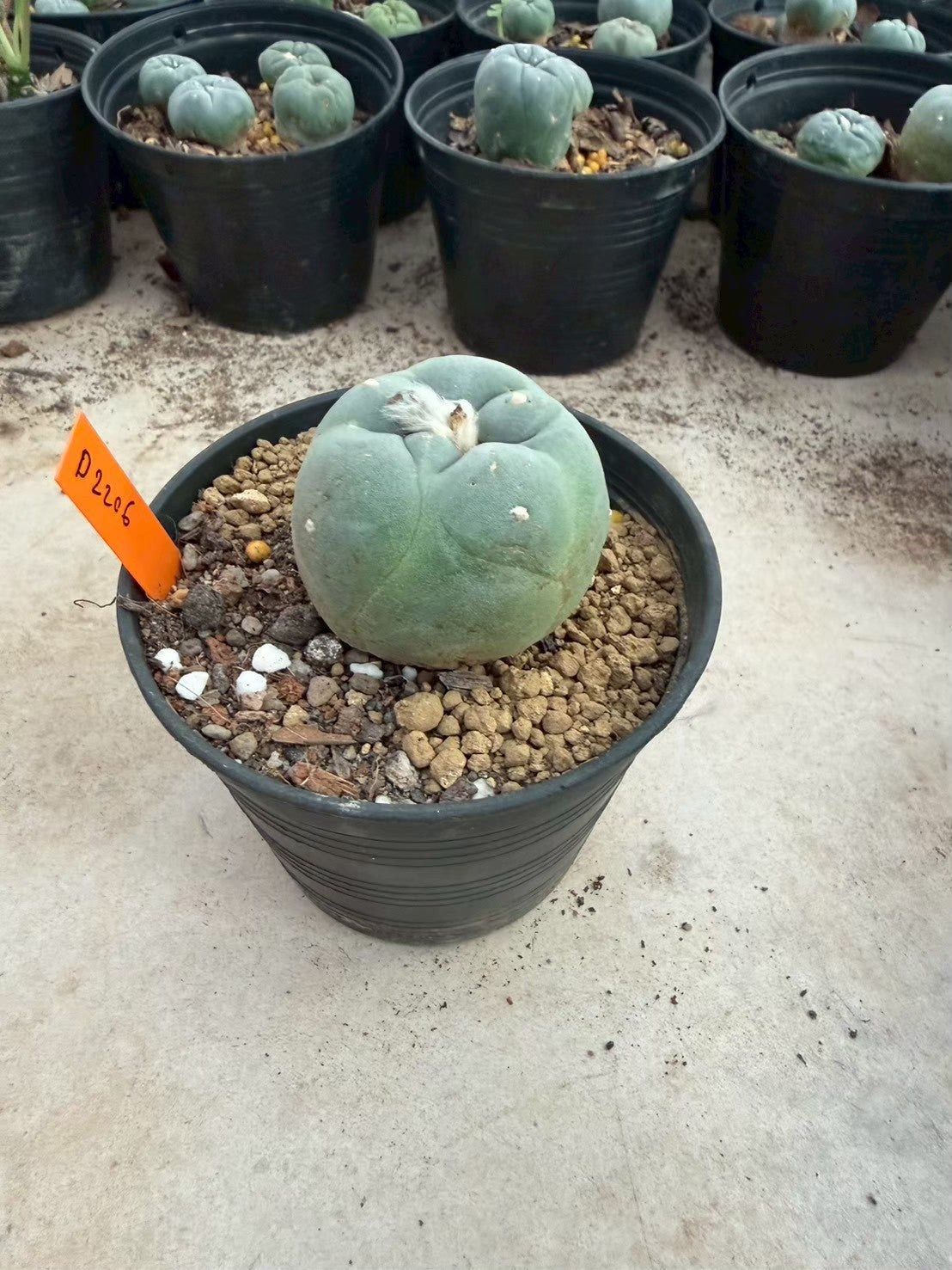 Lophophora williamsii – Peyote Cactus (Seed Grown, 3-3.5 cm, Own Root) 12 years old