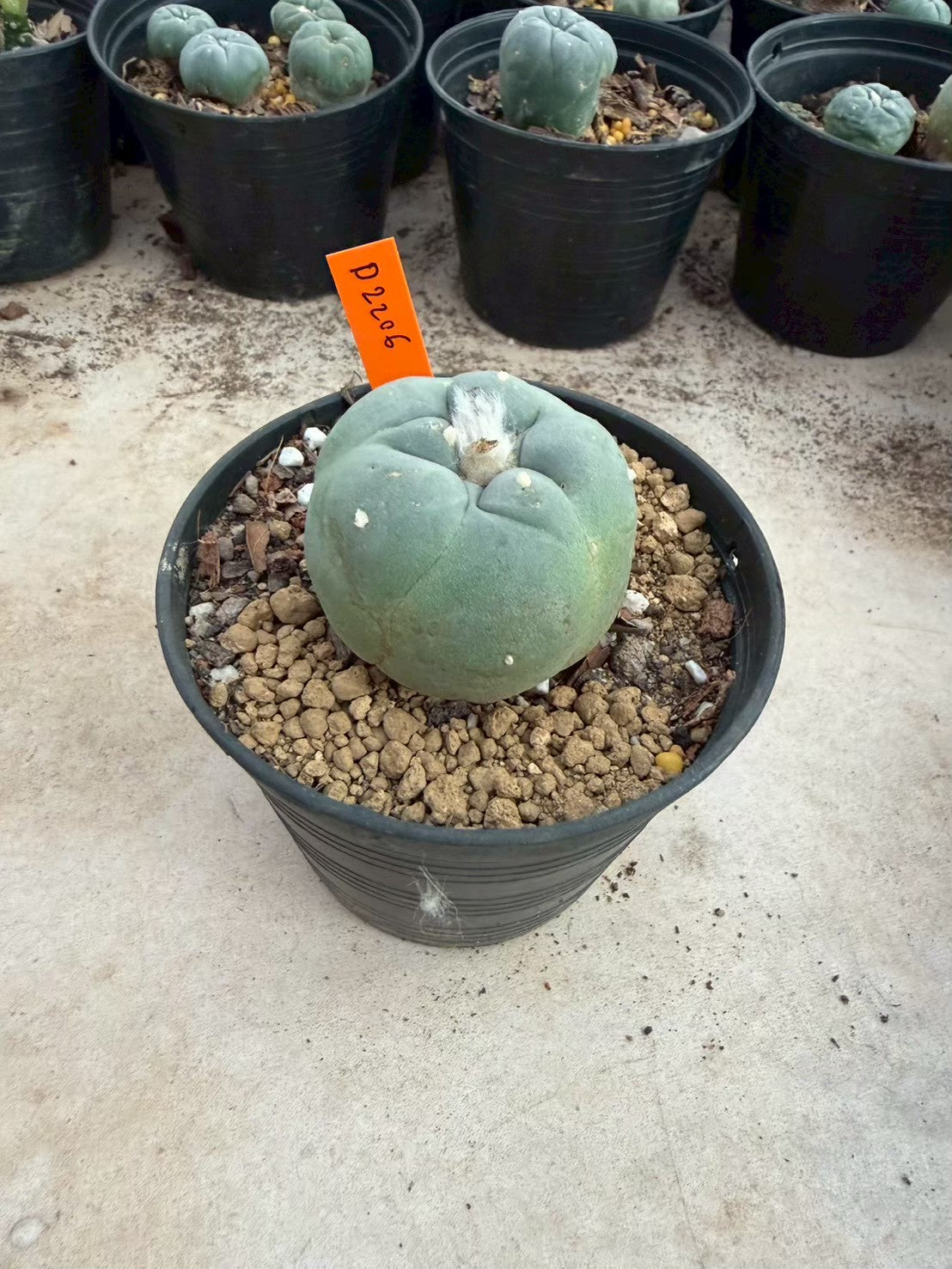Lophophora williamsii – Peyote Cactus (Seed Grown, 3-3.5 cm, Own Root) 12 years old
