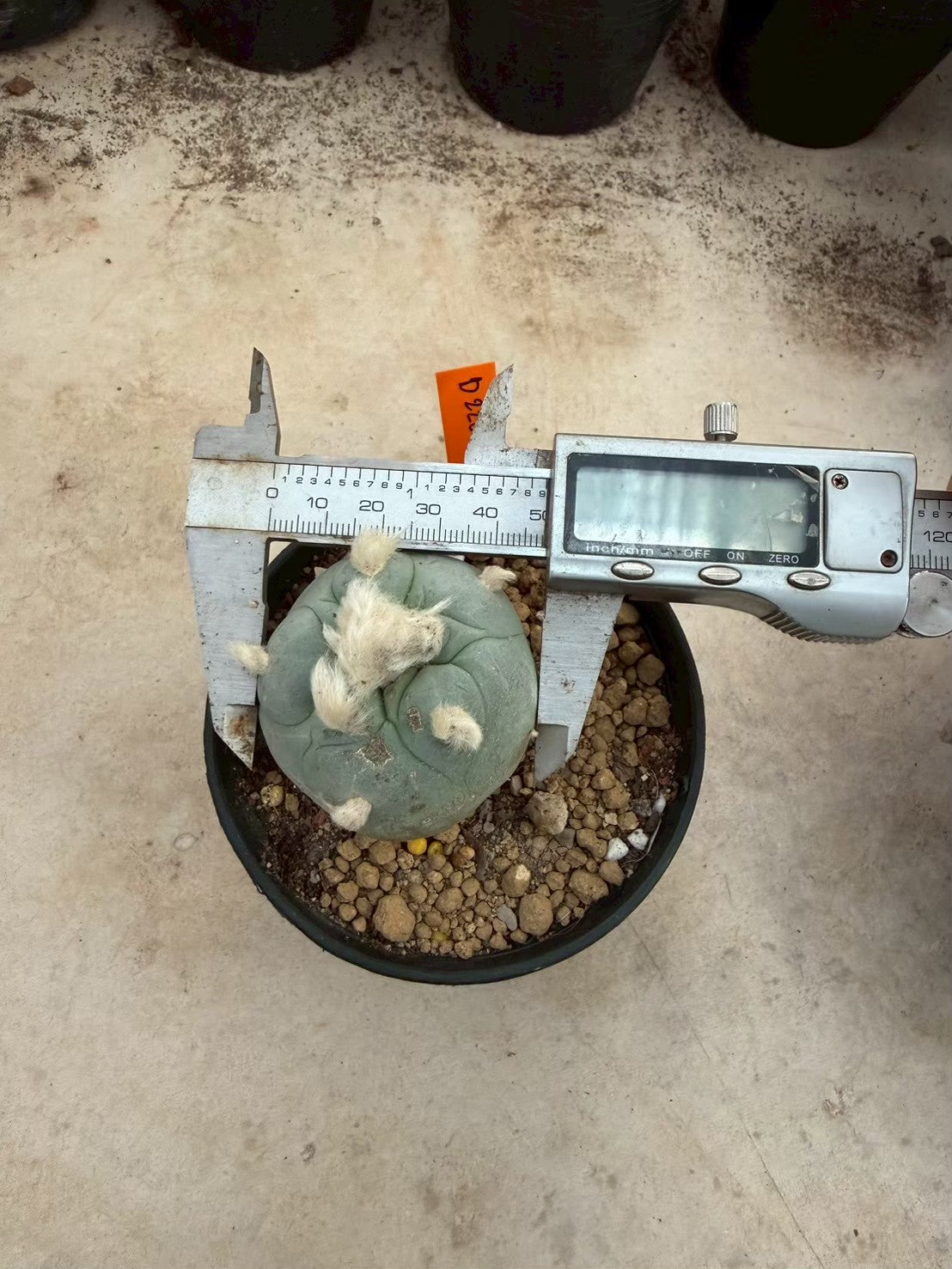 Lophophora williamsii – Peyote Cactus (Seed Grown, 3-3.5 cm, Own Root) 12 years old