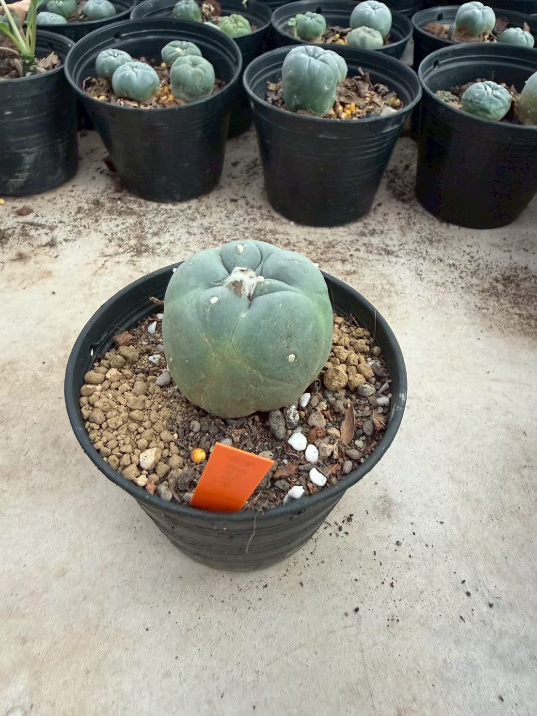 Lophophora williamsii – Peyote Cactus (Seed Grown, 3-3.5 cm, Own Root) 12 years old