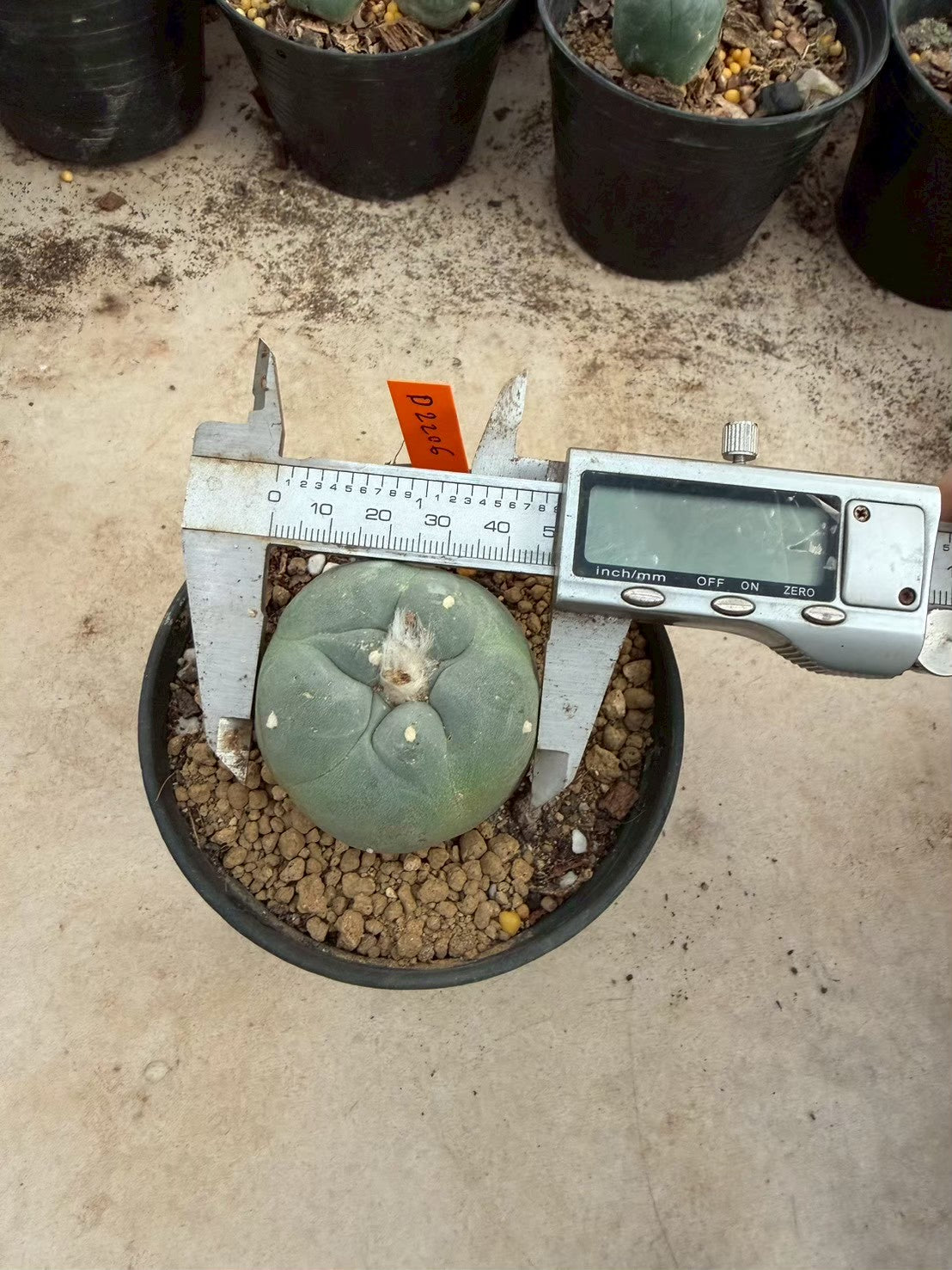 Lophophora williamsii – Peyote Cactus (Seed Grown, 3-3.5 cm, Own Root) 12 years old