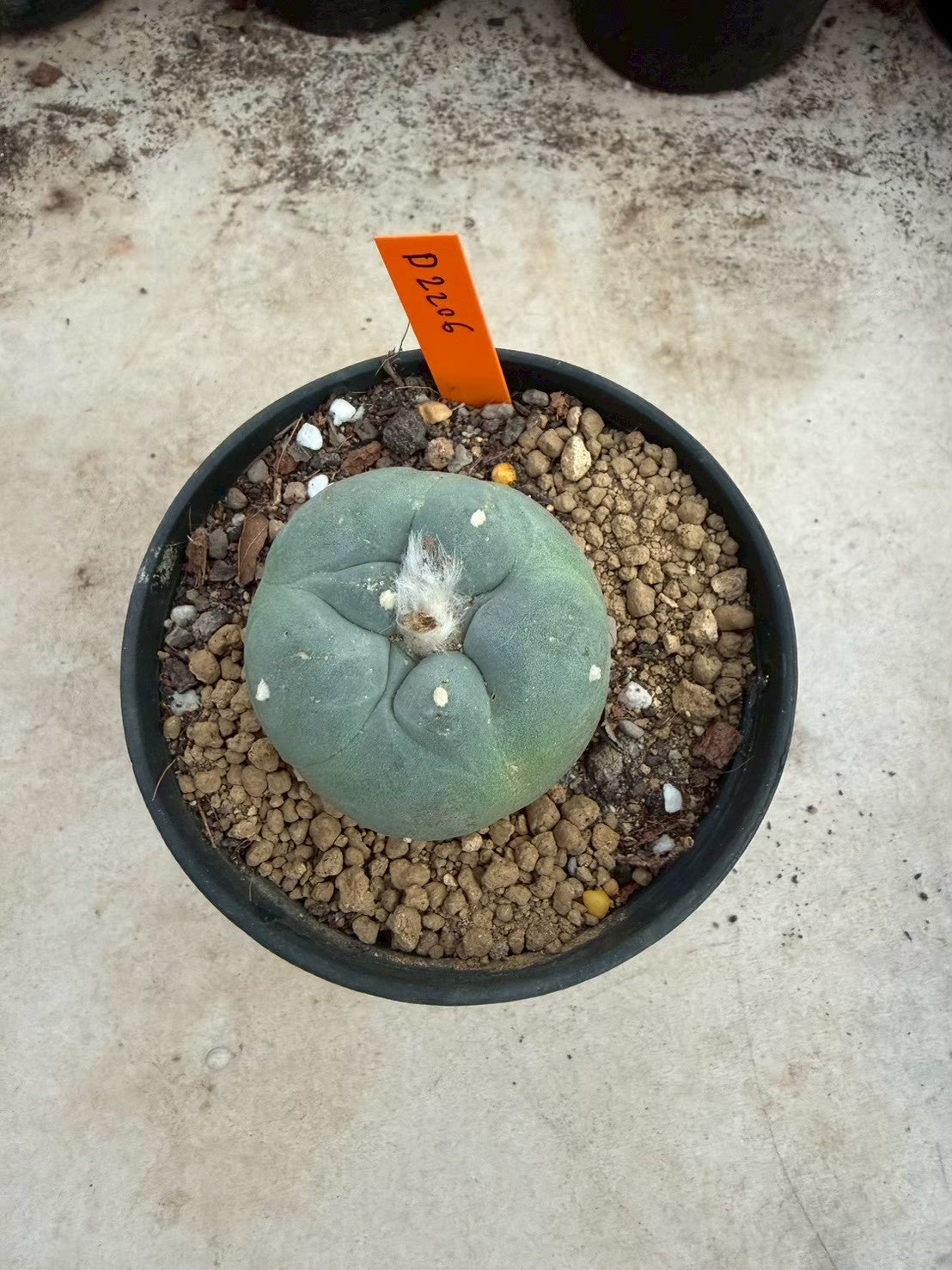 Lophophora williamsii – Peyote Cactus (Seed Grown, 3-3.5 cm, Own Root) 12 years old