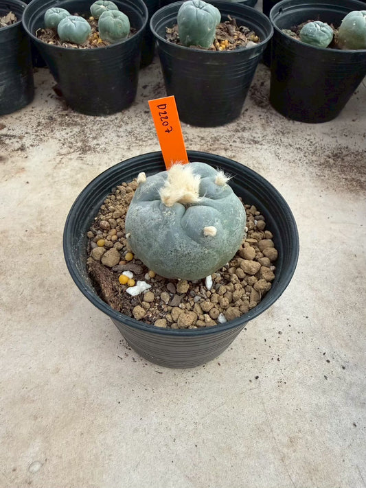 Lophophora Diffusa – Cactus (Seed Grown, 3-3.5 cm, Own Root) 12 years old