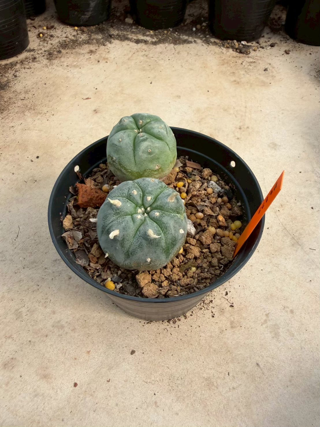 Lophophora williamsii – Peyote Cactus (Seed Grown, 3-3.5 cm, Own Root) 12 years old