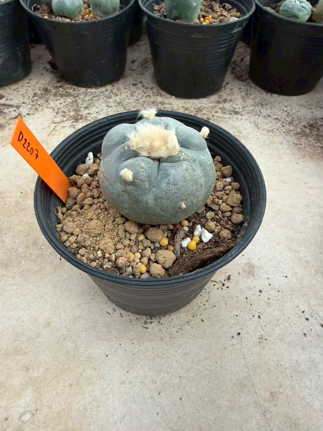 Lophophora williamsii – Peyote Cactus (Seed Grown, 3-3.5 cm, Own Root) 12 years old