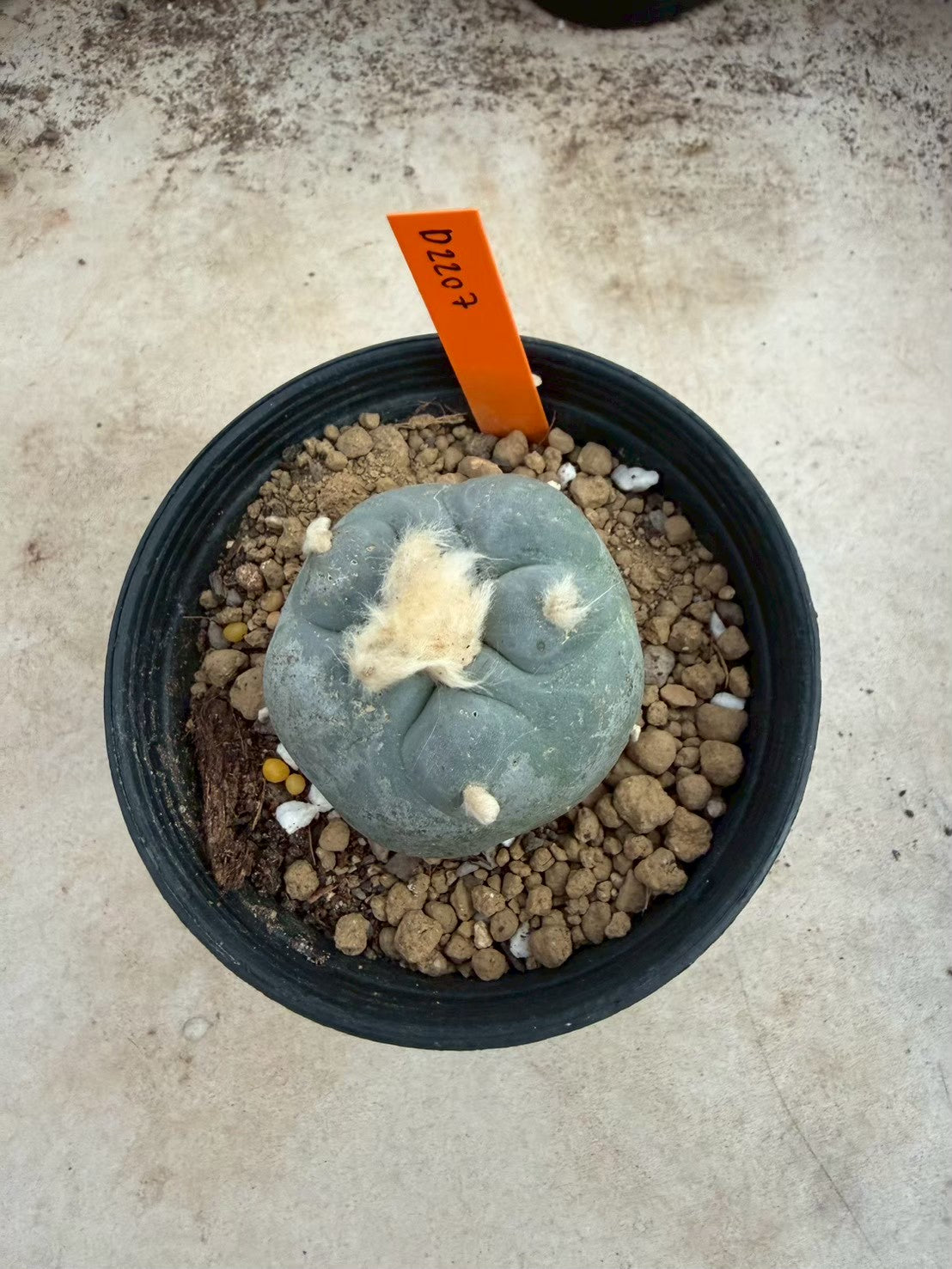 Lophophora williamsii – Peyote Cactus (Seed Grown, 3-3.5 cm, Own Root) 12 years old