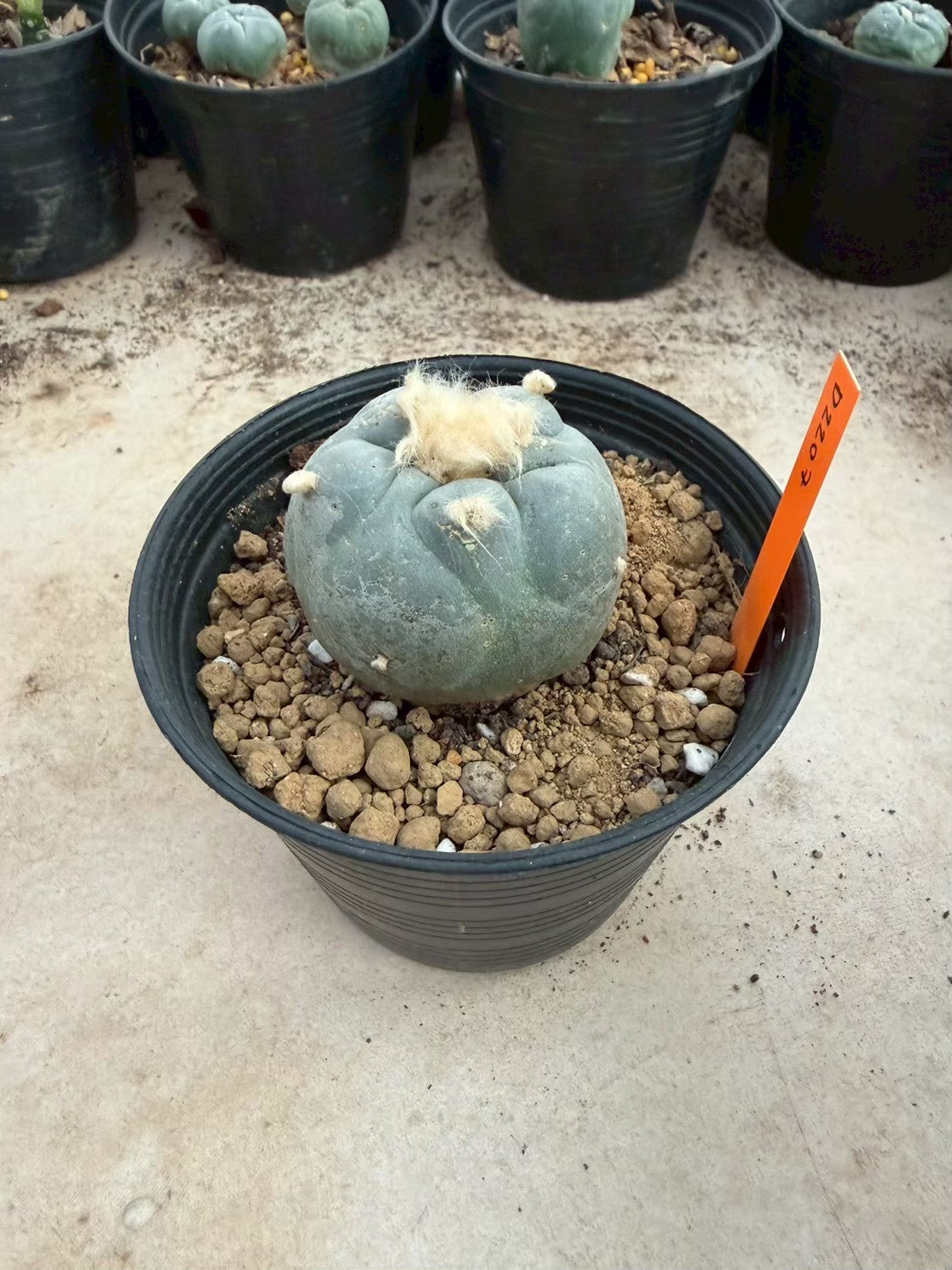Lophophora williamsii – Peyote Cactus (Seed Grown, 3-3.5 cm, Own Root) 12 years old