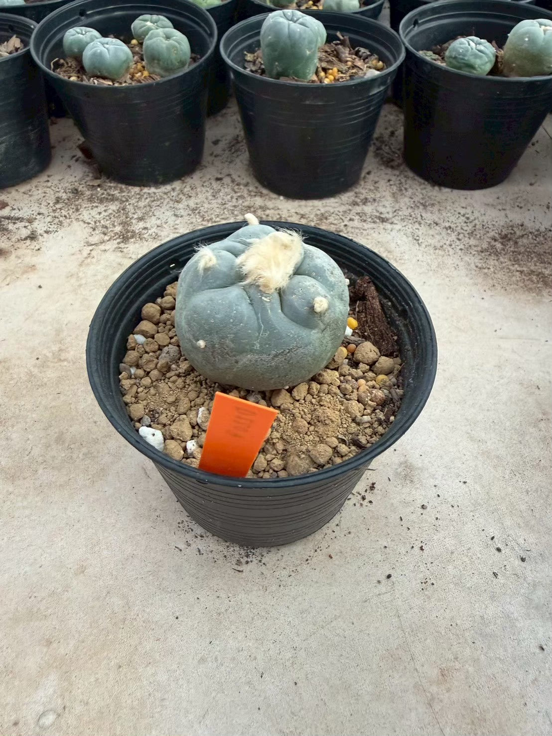 Lophophora williamsii – Peyote Cactus (Seed Grown, 3-3.5 cm, Own Root) 12 years old
