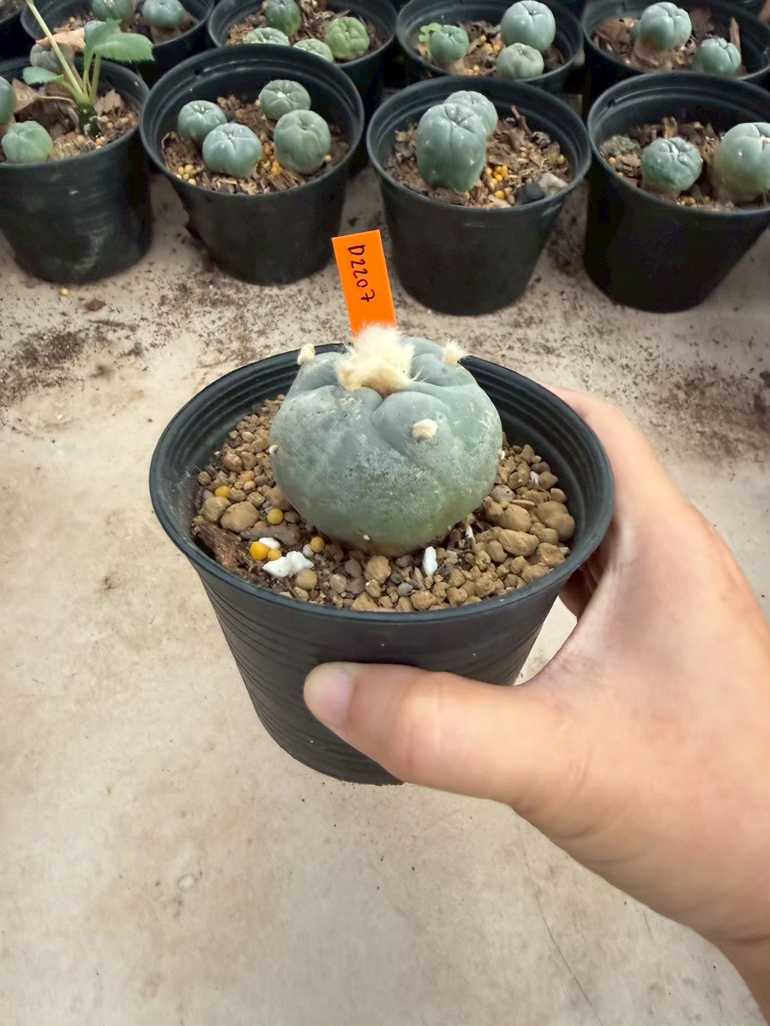 Lophophora williamsii – Peyote Cactus (Seed Grown, 3-3.5 cm, Own Root) 12 years old