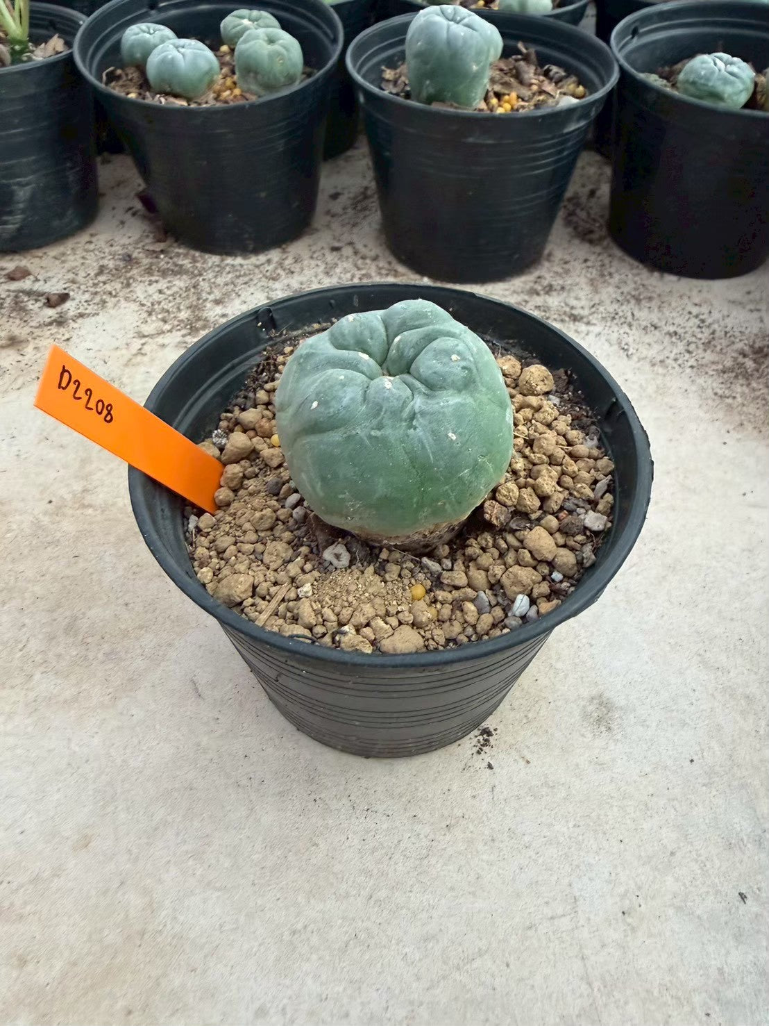 Lophophora williamsii – Peyote Cactus (Seed Grown, 3-3.5 cm, Own Root) 12 years old