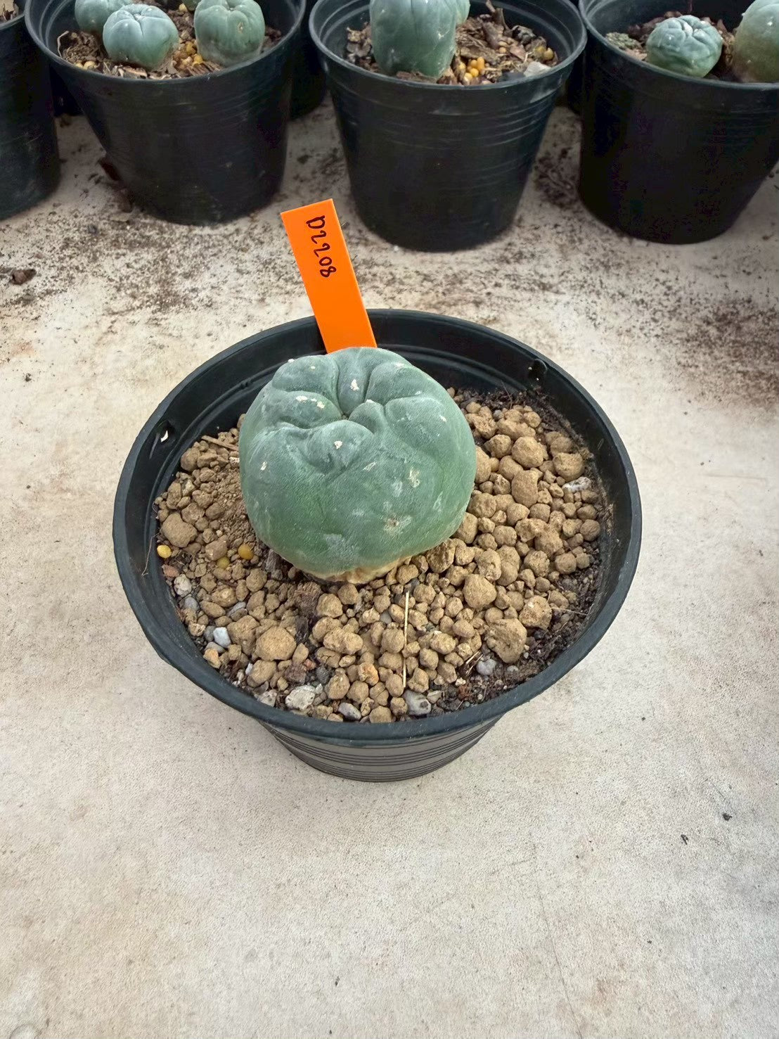 Lophophora williamsii – Peyote Cactus (Seed Grown, 3-3.5 cm, Own Root) 12 years old
