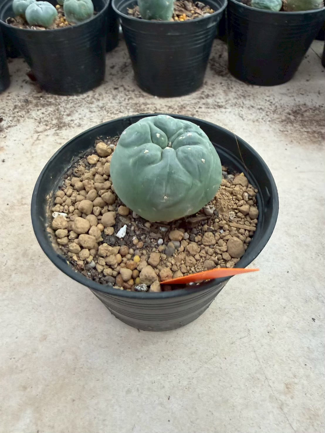 Lophophora williamsii – Peyote Cactus (Seed Grown, 3-3.5 cm, Own Root) 12 years old