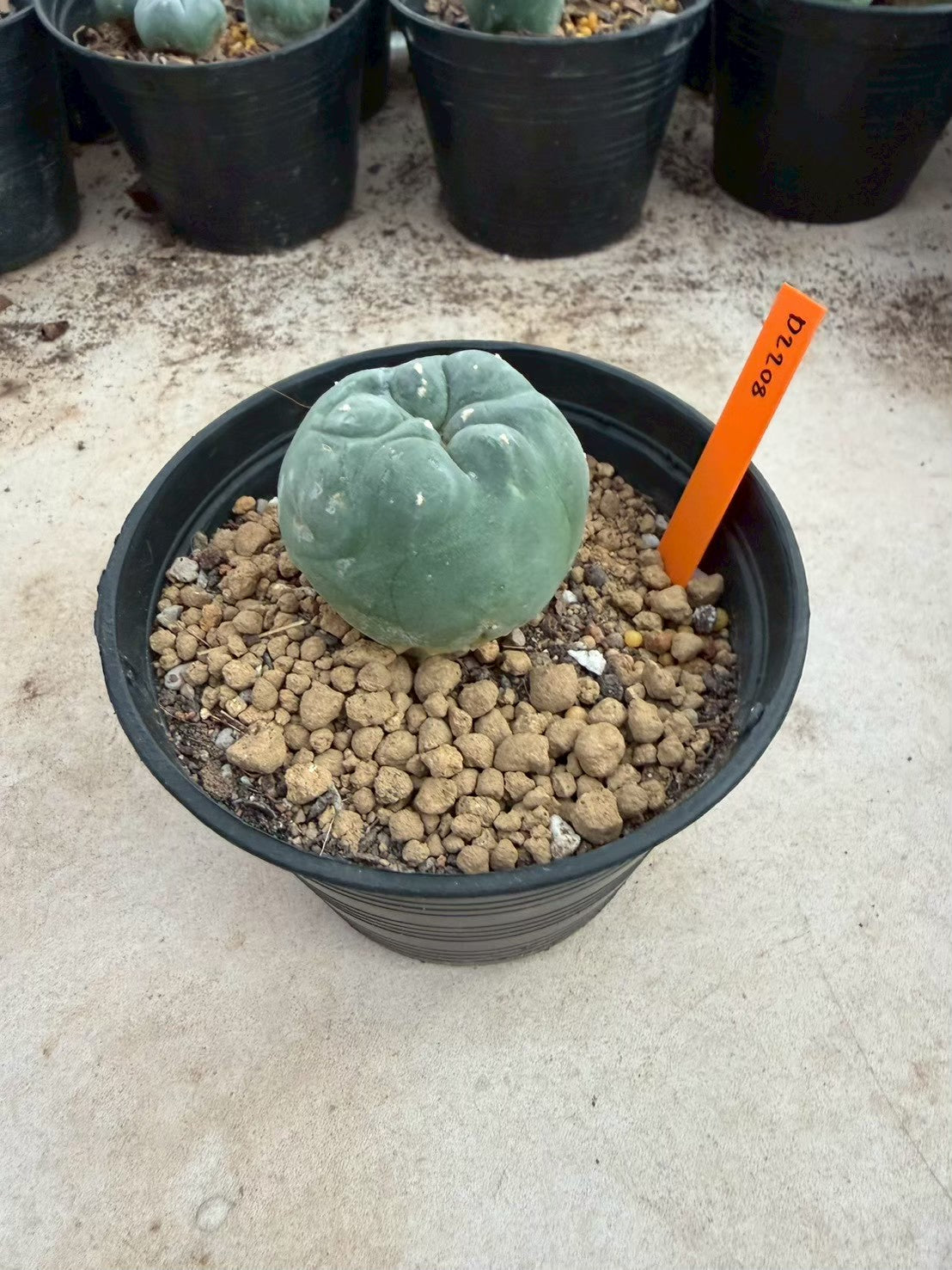 Lophophora williamsii – Peyote Cactus (Seed Grown, 3-3.5 cm, Own Root) 12 years old