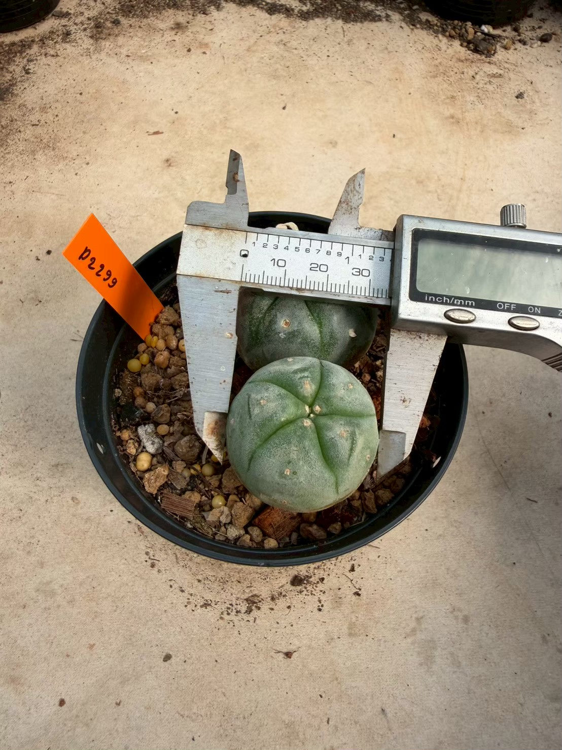 Lophophora williamsii – Peyote Cactus (Seed Grown, 3-3.5 cm, Own Root) 12 years old