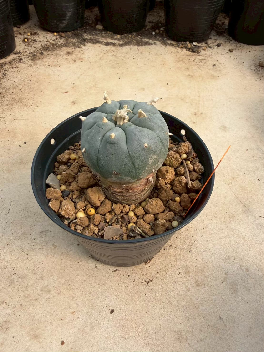 Lophophora williamsii – Peyote Cactus (Seed Grown, 3-3.5 cm, Own Root) 12 years old