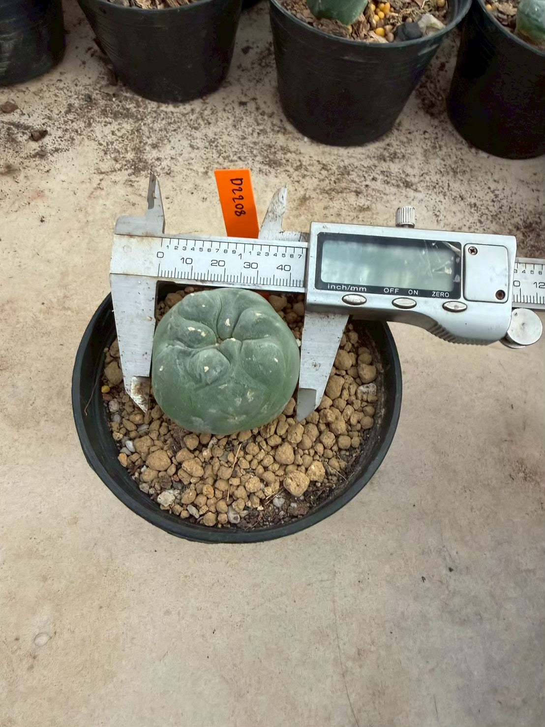 Lophophora williamsii – Peyote Cactus (Seed Grown, 3-3.5 cm, Own Root) 12 years old