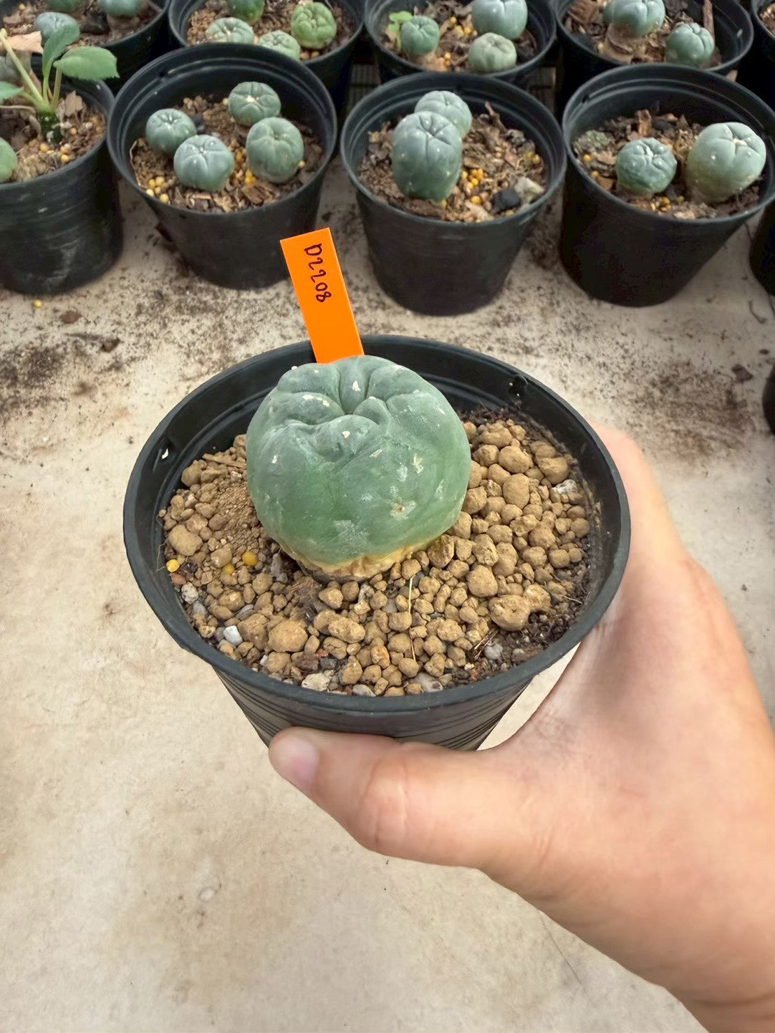 Lophophora williamsii – Peyote Cactus (Seed Grown, 3-3.5 cm, Own Root) 12 years old