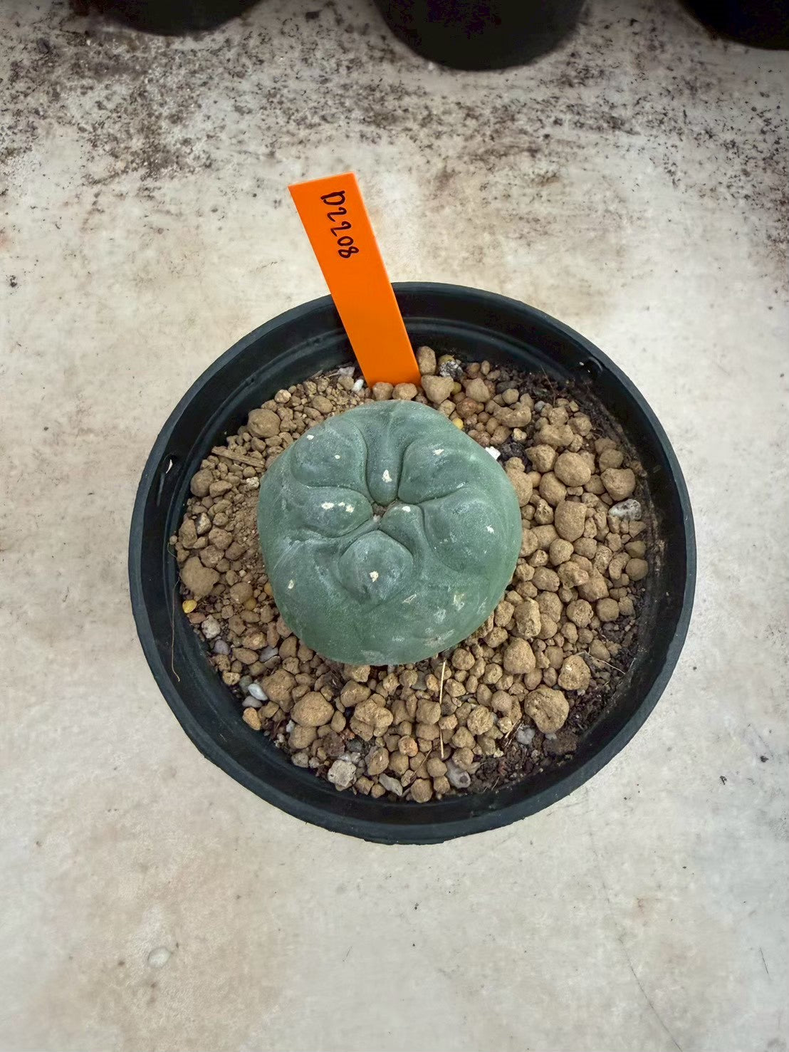 Lophophora williamsii – Peyote Cactus (Seed Grown, 3-3.5 cm, Own Root) 12 years old