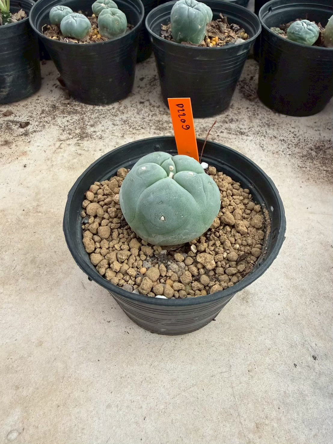 Lophophora williamsii – Peyote Cactus (Seed Grown, 3-3.5 cm, Own Root) 12 years old