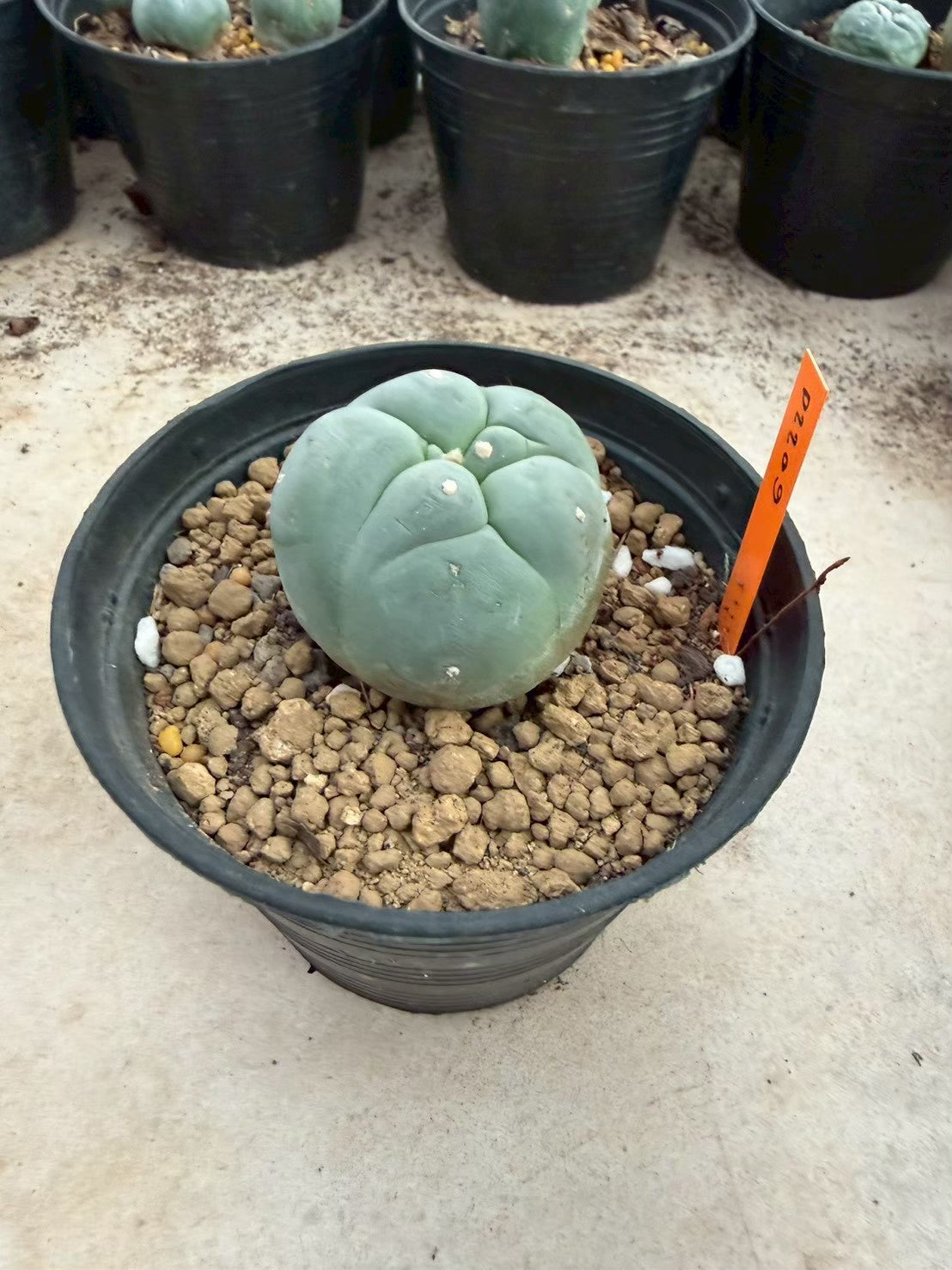 Lophophora williamsii – Peyote Cactus (Seed Grown, 3-3.5 cm, Own Root) 12 years old