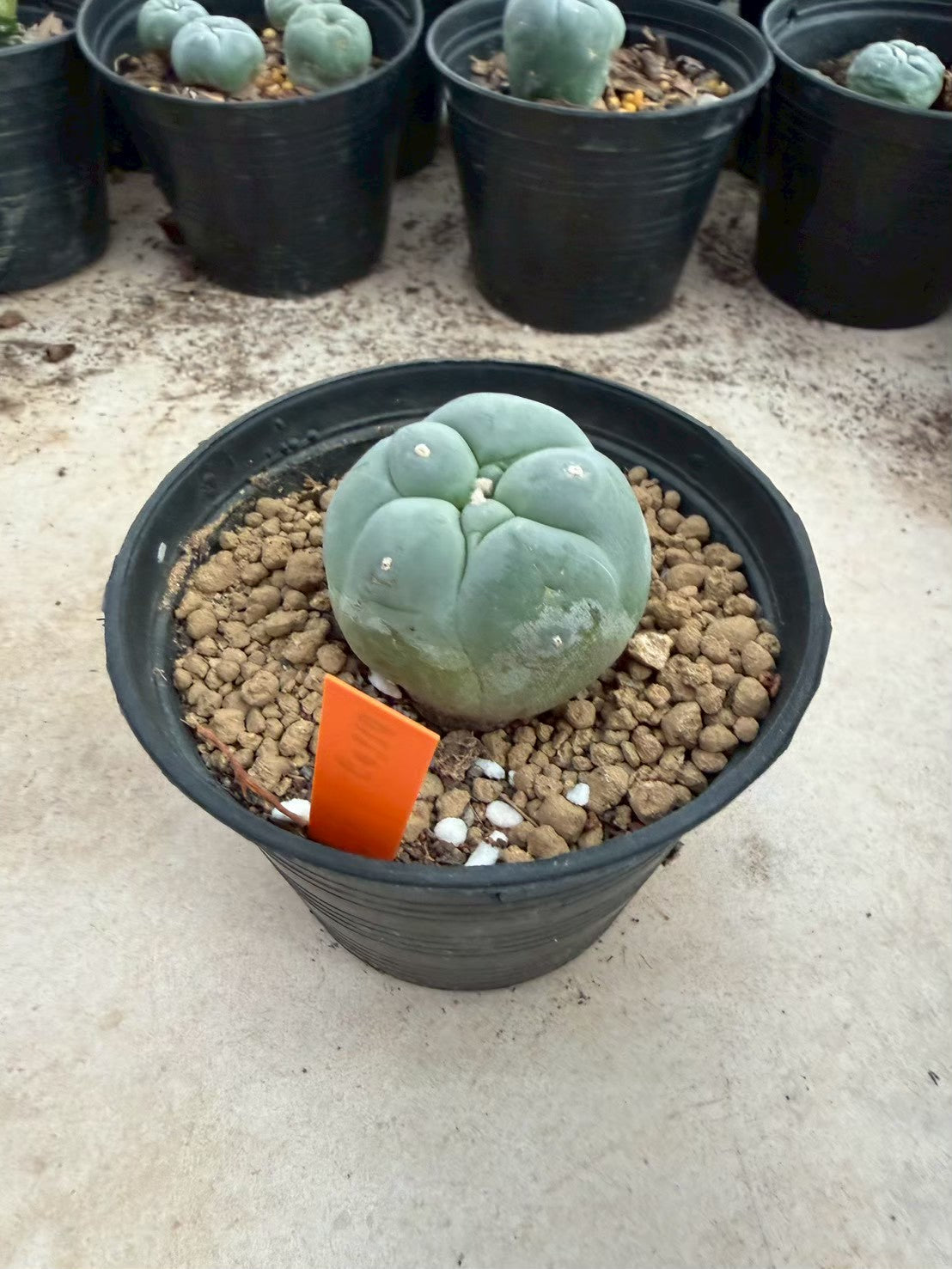 Lophophora williamsii – Peyote Cactus (Seed Grown, 3-3.5 cm, Own Root) 12 years old