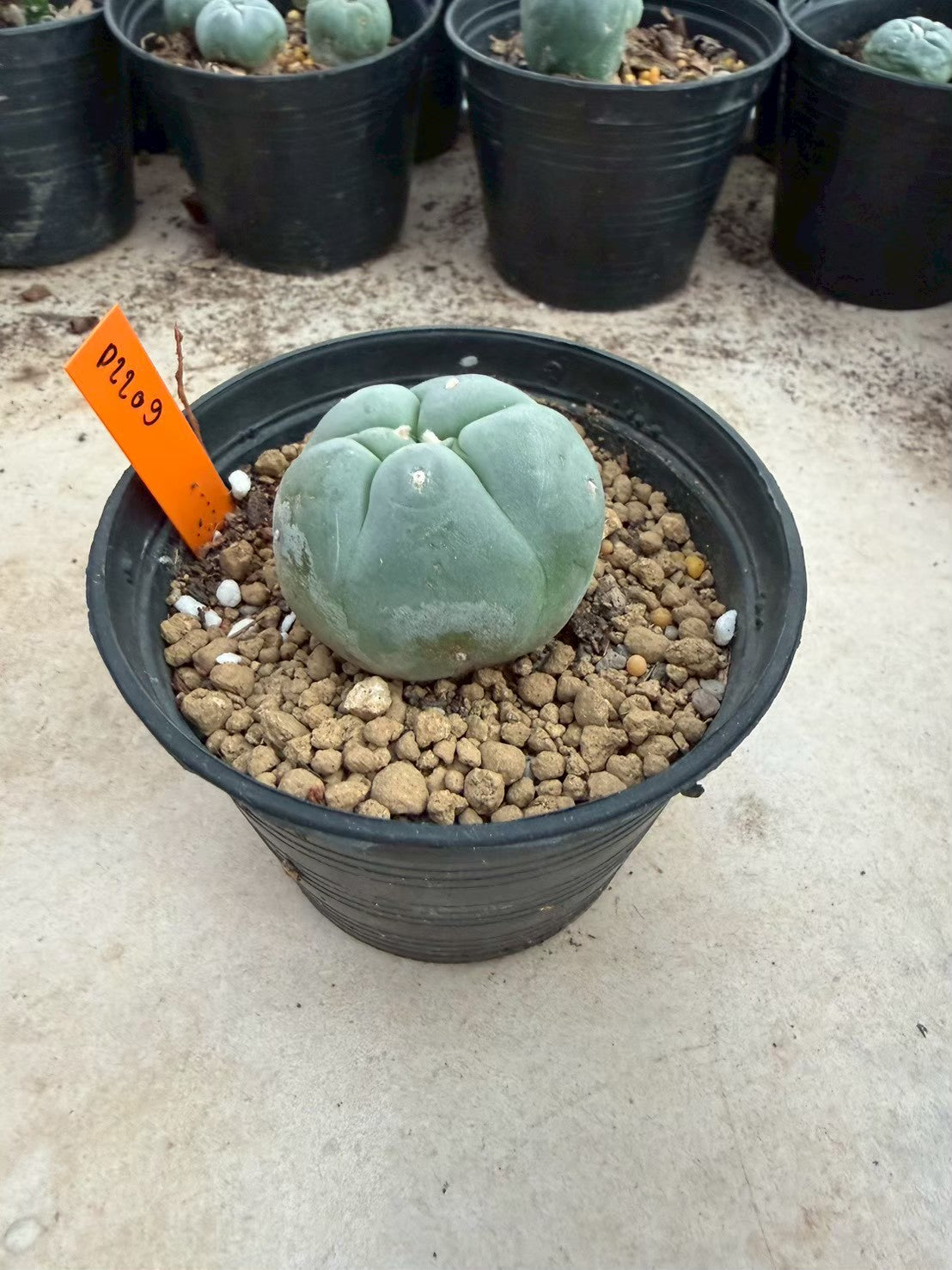 Lophophora williamsii – Peyote Cactus (Seed Grown, 3-3.5 cm, Own Root) 12 years old