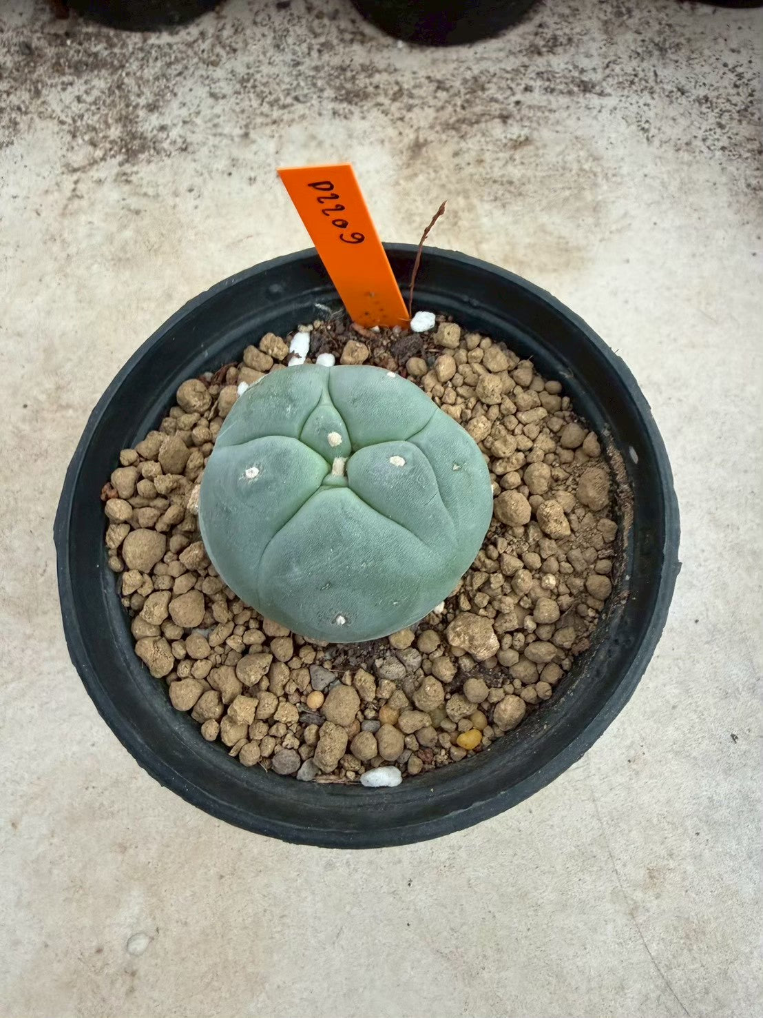 Lophophora williamsii – Peyote Cactus (Seed Grown, 3-3.5 cm, Own Root) 12 years old