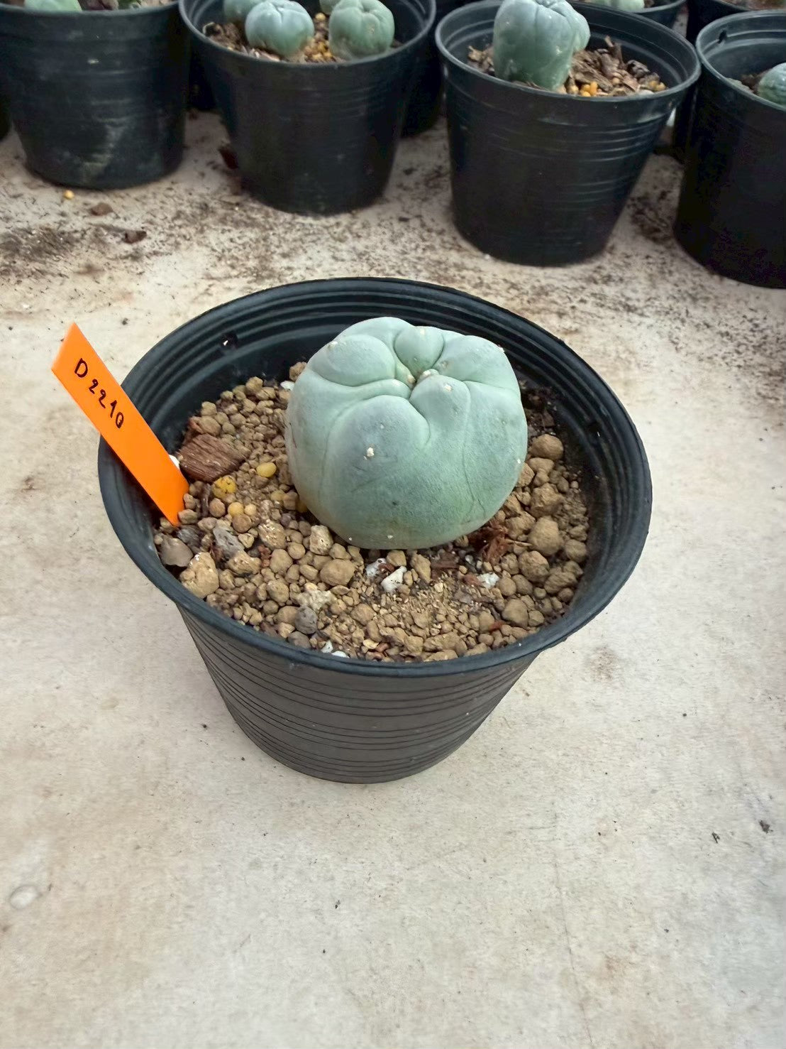 Lophophora williamsii – Peyote Cactus (Seed Grown, 3-3.5 cm, Own Root) 12 years old