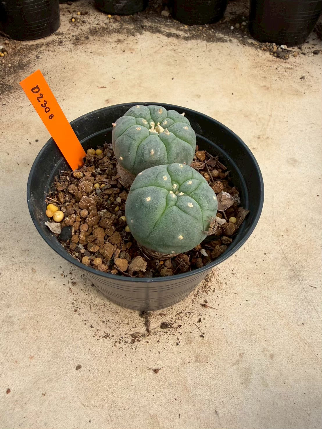 Lophophora williamsii – Peyote Cactus (Seed Grown, 3-3.5 cm, Own Root) 12 years old