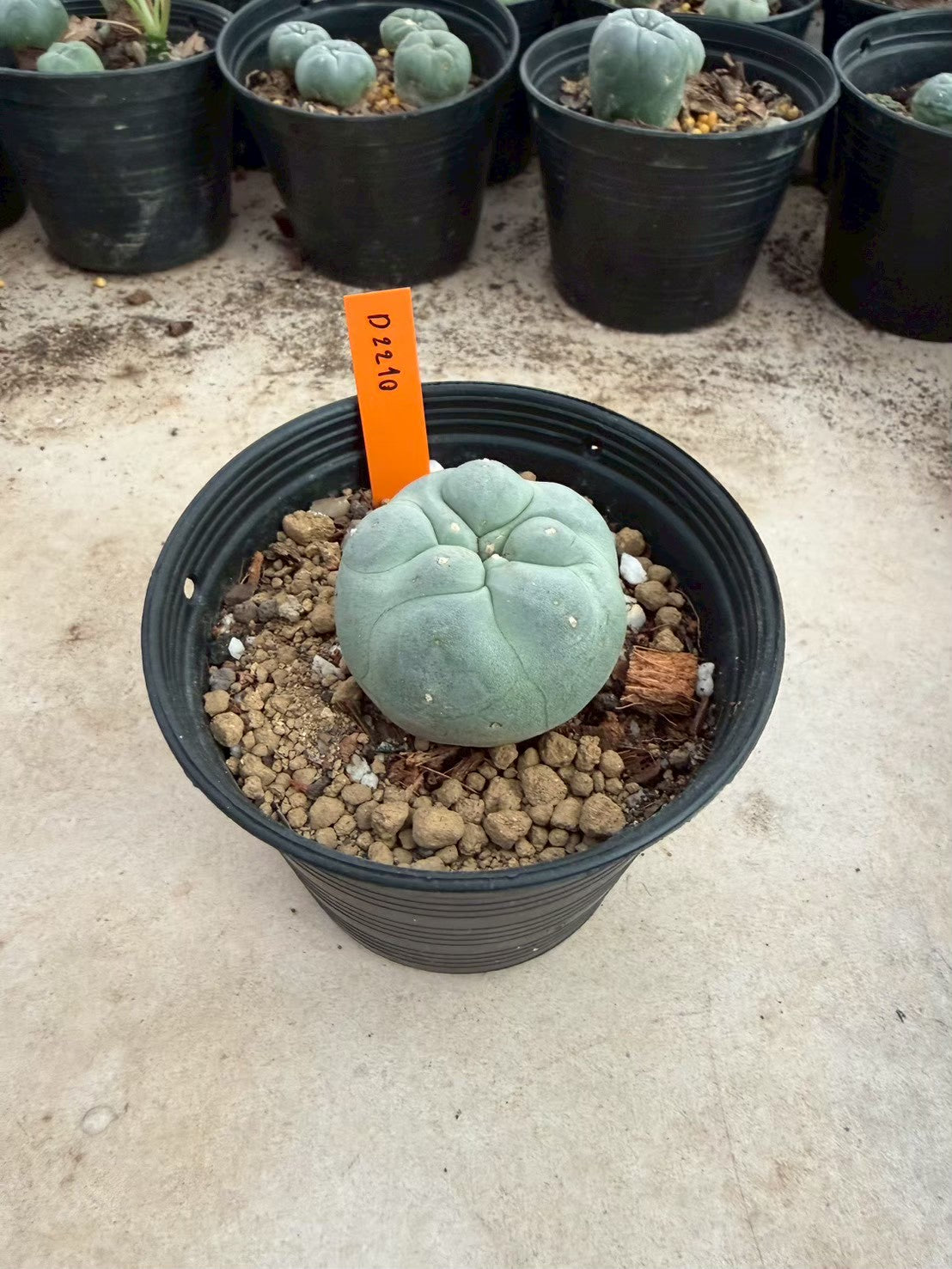 Lophophora williamsii – Peyote Cactus (Seed Grown, 3-3.5 cm, Own Root) 12 years old