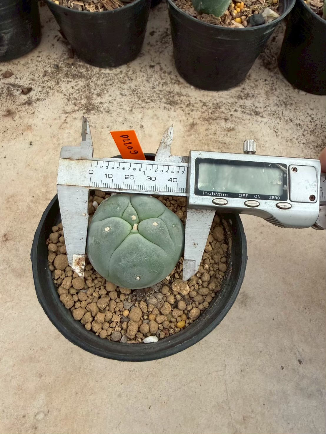 Lophophora williamsii – Peyote Cactus (Seed Grown, 3-3.5 cm, Own Root) 12 years old
