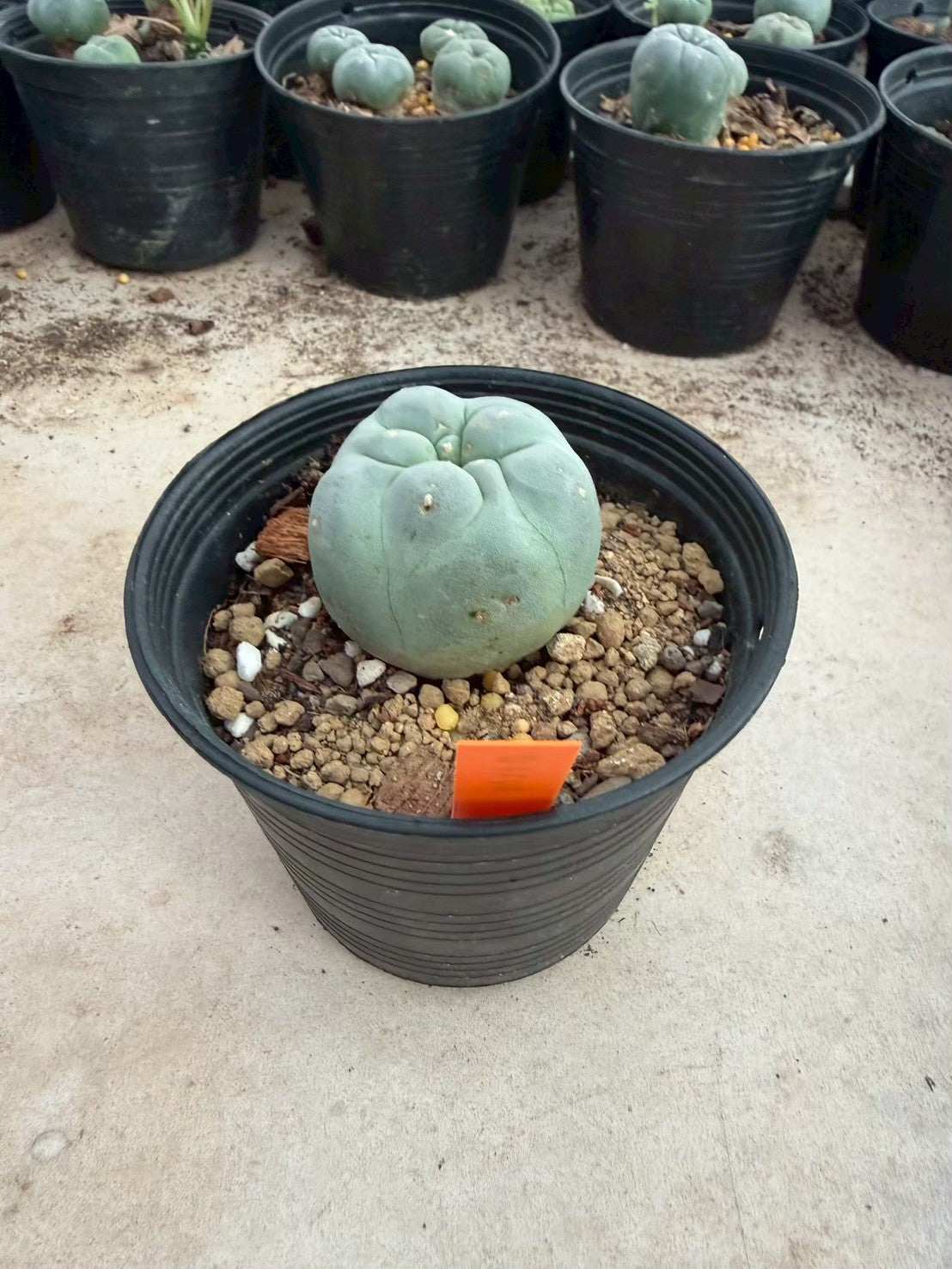 Lophophora williamsii – Peyote Cactus (Seed Grown, 3-3.5 cm, Own Root) 12 years old
