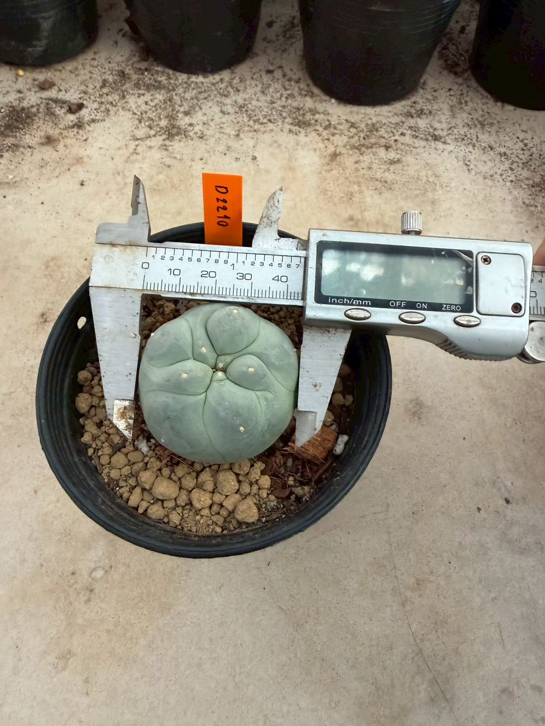 Lophophora williamsii – Peyote Cactus (Seed Grown, 3-3.5 cm, Own Root) 12 years old