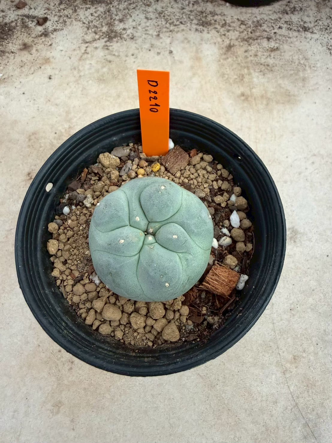 Lophophora williamsii – Peyote Cactus (Seed Grown, 3-3.5 cm, Own Root) 12 years old