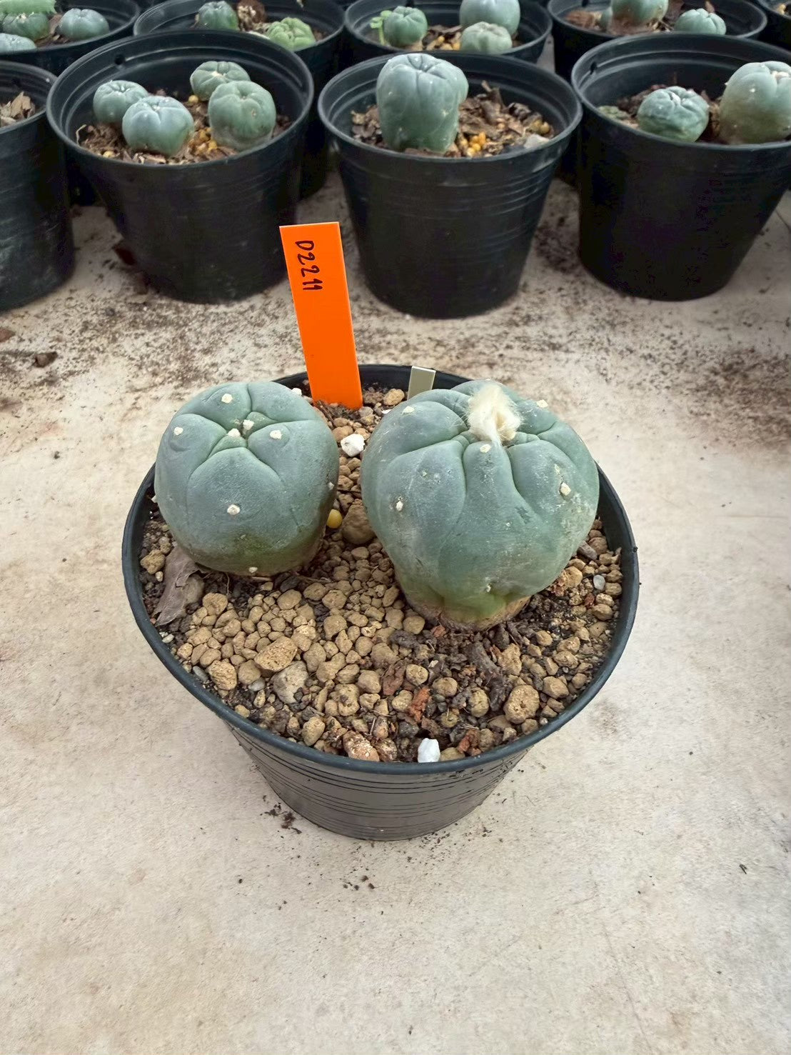 Lophophora williamsii – Peyote Cactus (Seed Grown, 3-3.5 cm, Own Root) 12 years old