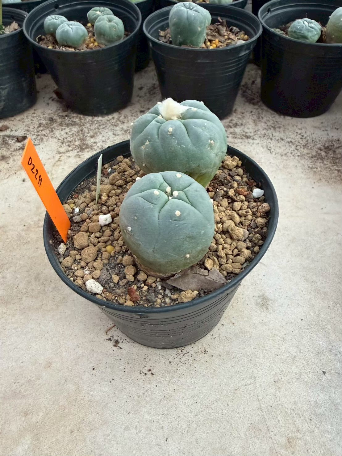 Lophophora williamsii – Peyote Cactus (Seed Grown, 3-3.5 cm, Own Root) 12 years old