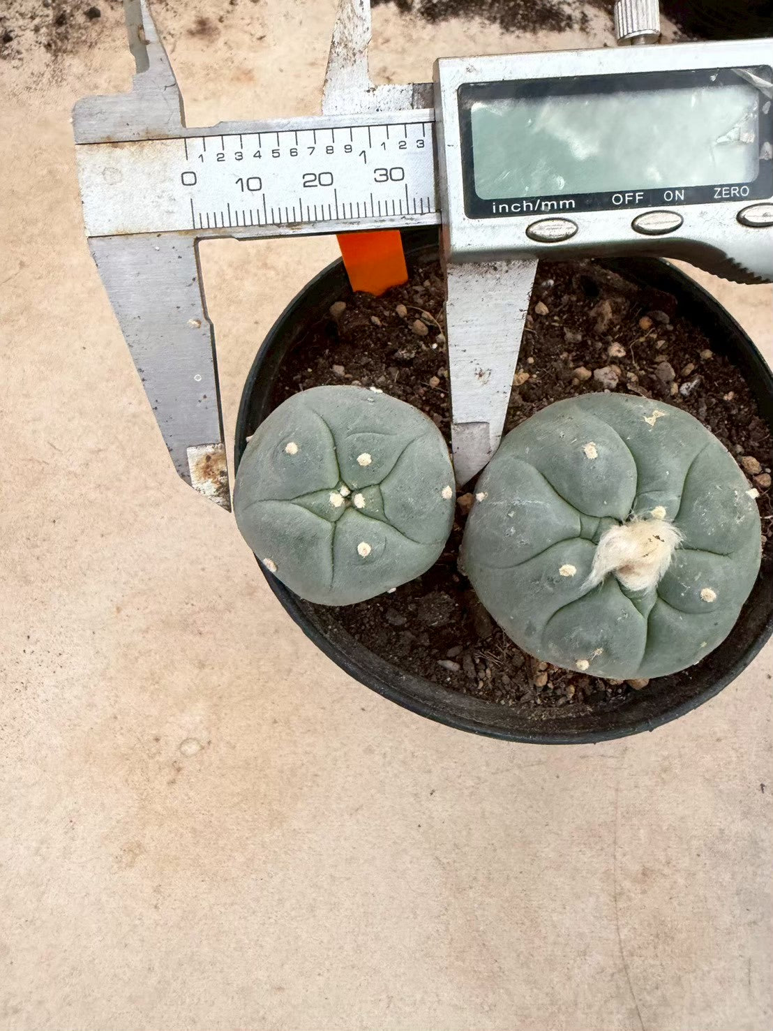 Lophophora williamsii – Peyote Cactus (Seed Grown, 3-3.5 cm, Own Root) 12 years old