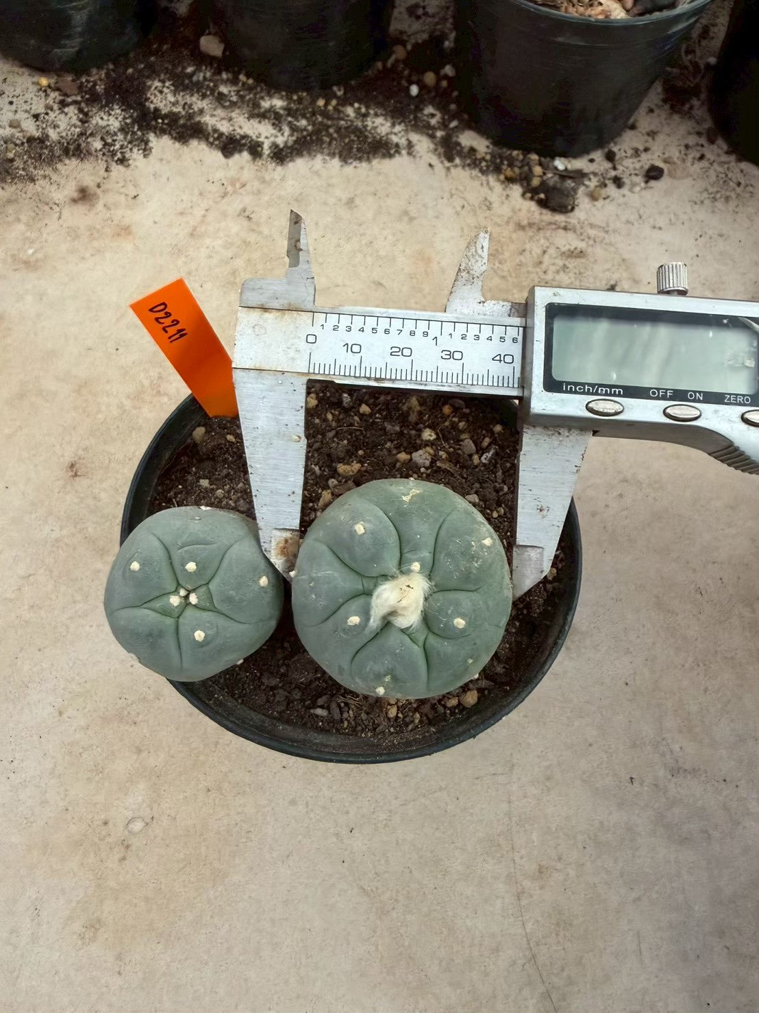 Lophophora williamsii – Peyote Cactus (Seed Grown, 3-3.5 cm, Own Root) 12 years old