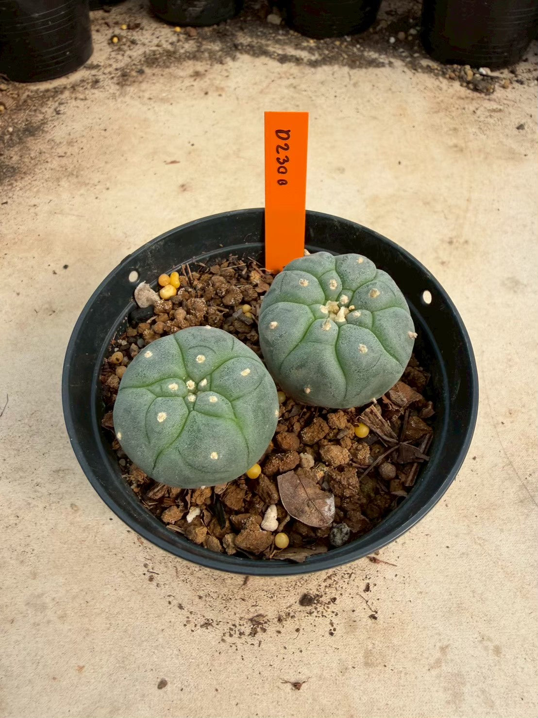 Lophophora williamsii – Peyote Cactus (Seed Grown, 3-3.5 cm, Own Root) 12 years old