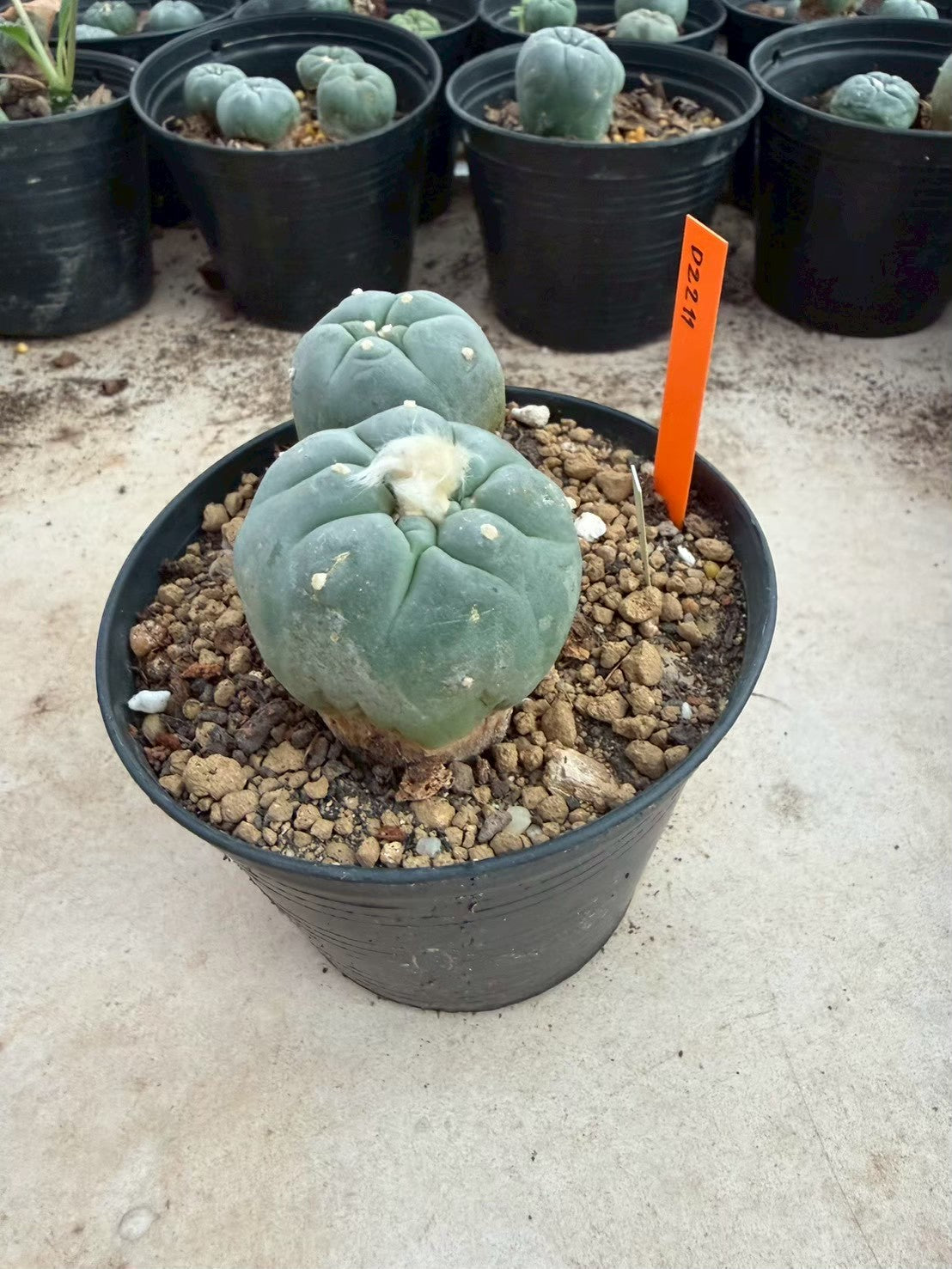 Lophophora williamsii – Peyote Cactus (Seed Grown, 3-3.5 cm, Own Root) 12 years old