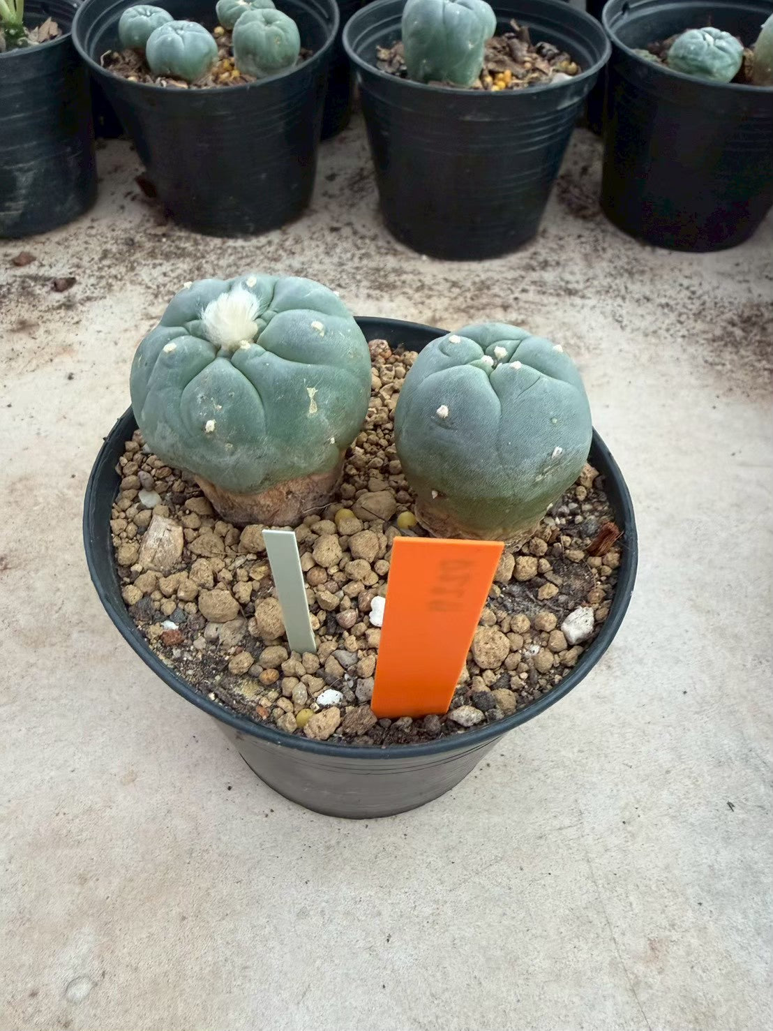 Lophophora williamsii – Peyote Cactus (Seed Grown, 3-3.5 cm, Own Root) 12 years old