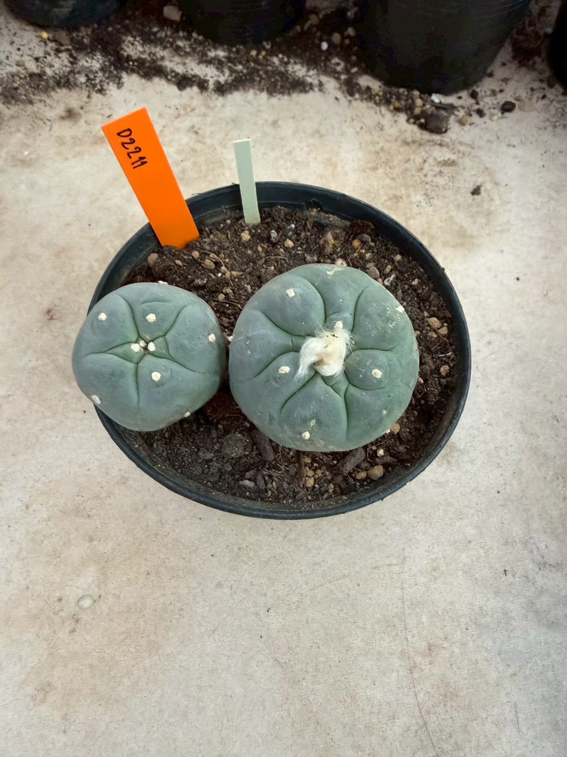 Lophophora williamsii – Peyote Cactus (Seed Grown, 3-3.5 cm, Own Root) 12 years old