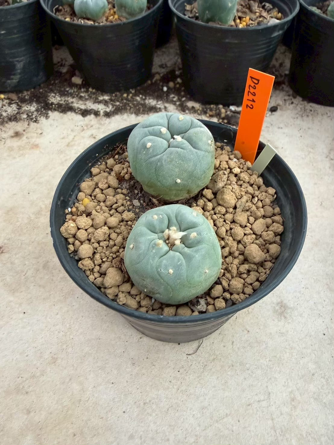 Lophophora williamsii – Peyote Cactus (Seed Grown, 3-3.5 cm, Own Root) 12 years old