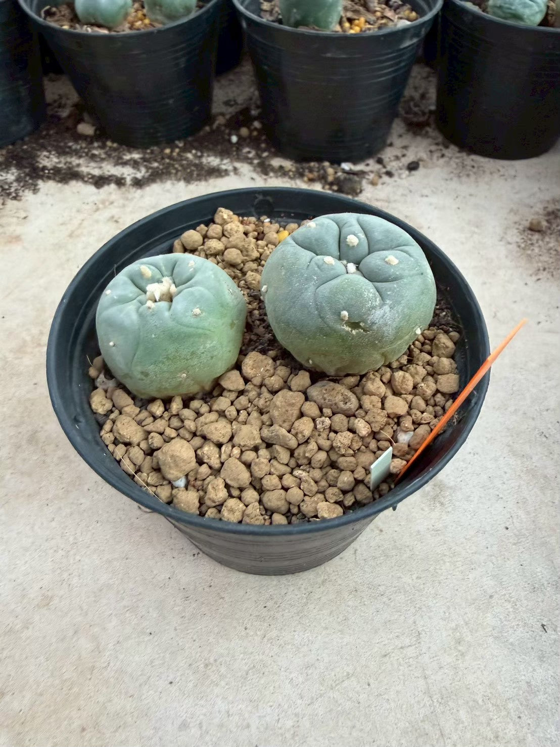 Lophophora williamsii – Peyote Cactus (Seed Grown, 3-3.5 cm, Own Root) 12 years old