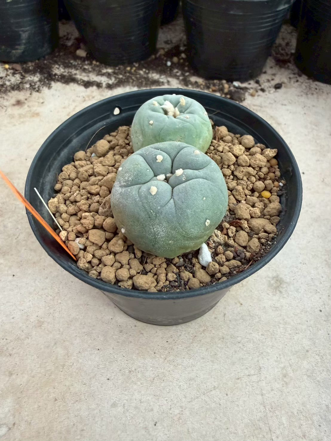 Lophophora williamsii – Peyote Cactus (Seed Grown, 3-3.5 cm, Own Root) 12 years old