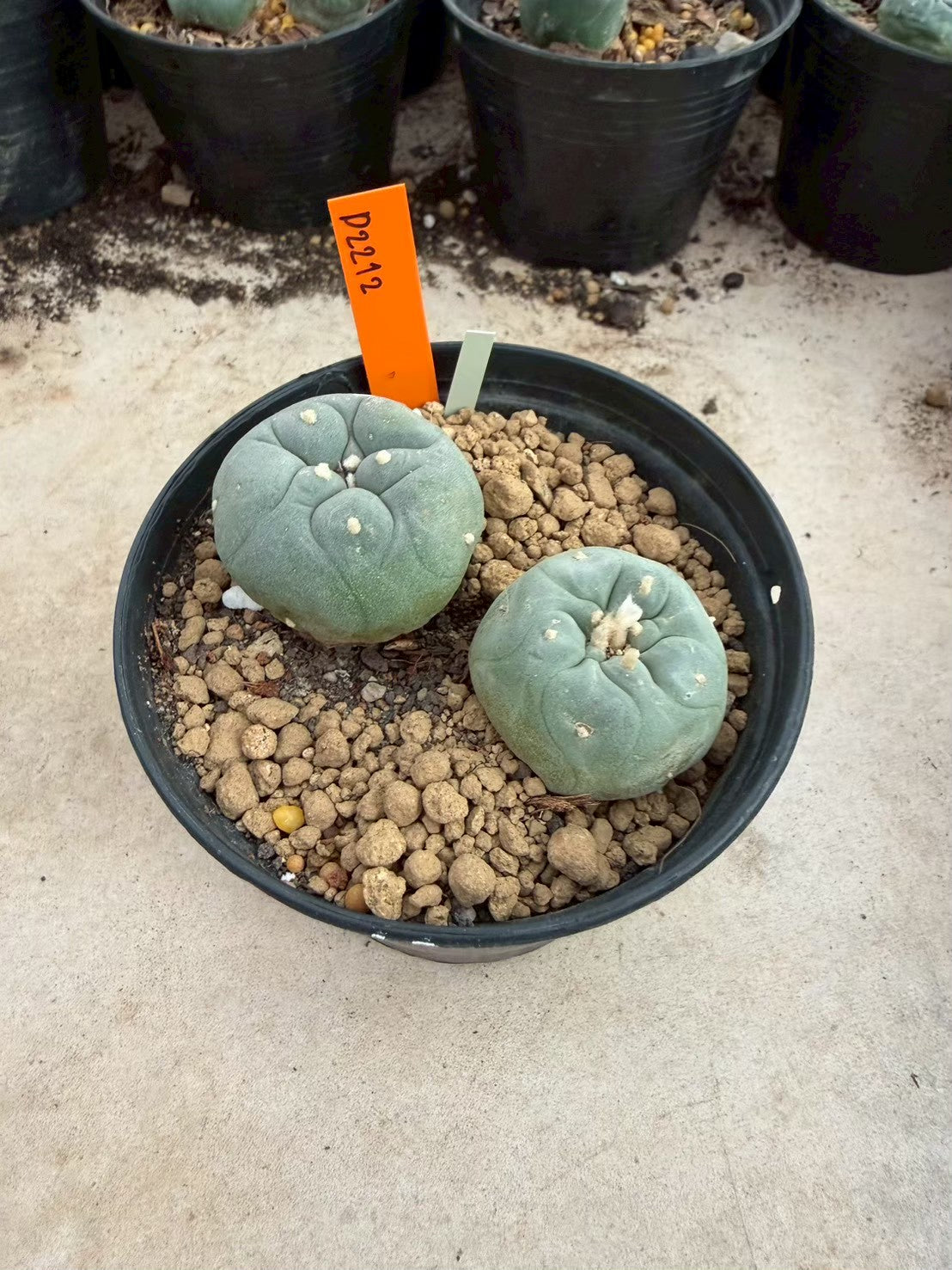 Lophophora williamsii – Peyote Cactus (Seed Grown, 3-3.5 cm, Own Root) 12 years old